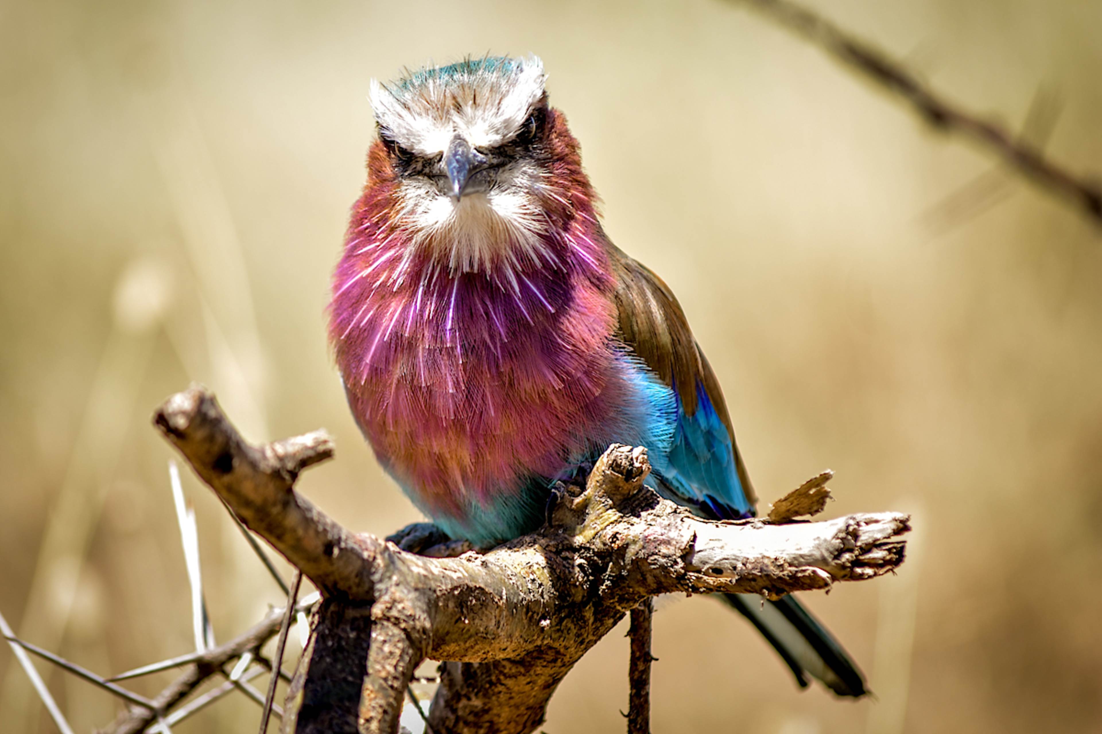 Lilac Breasted Roller