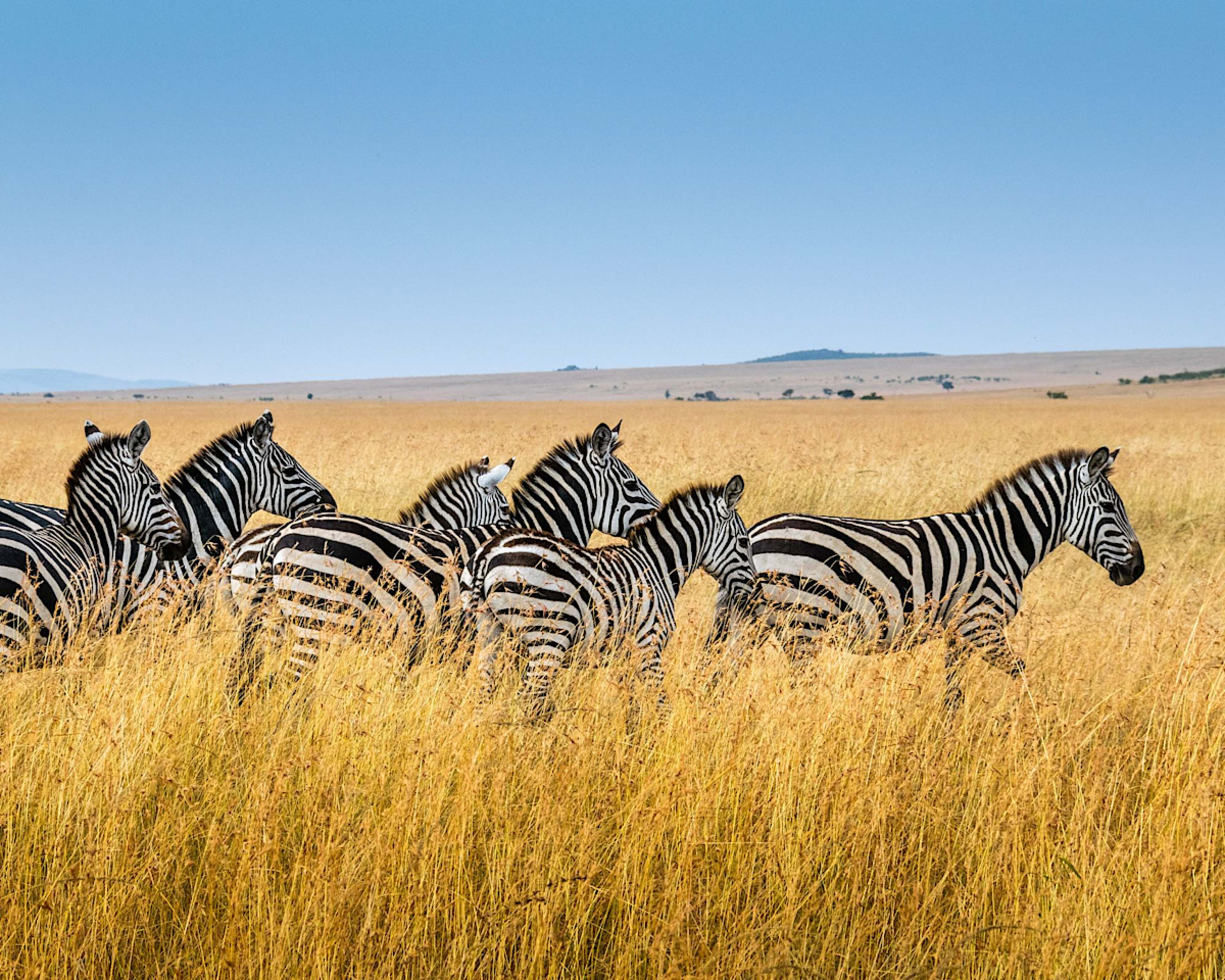 Zebra Herd