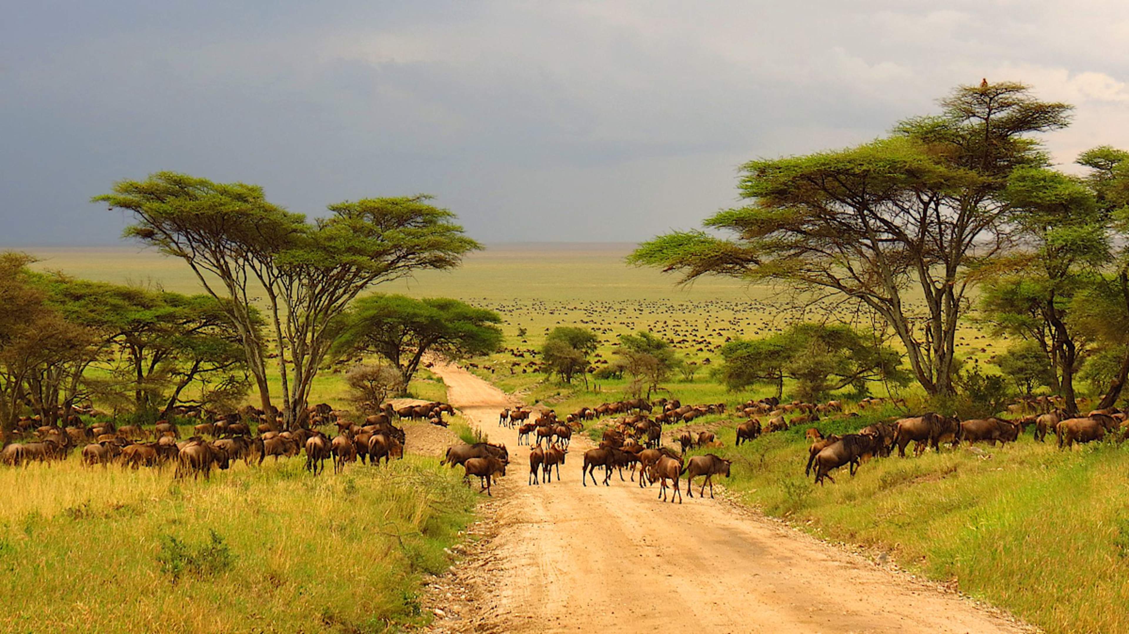 Wildebeest