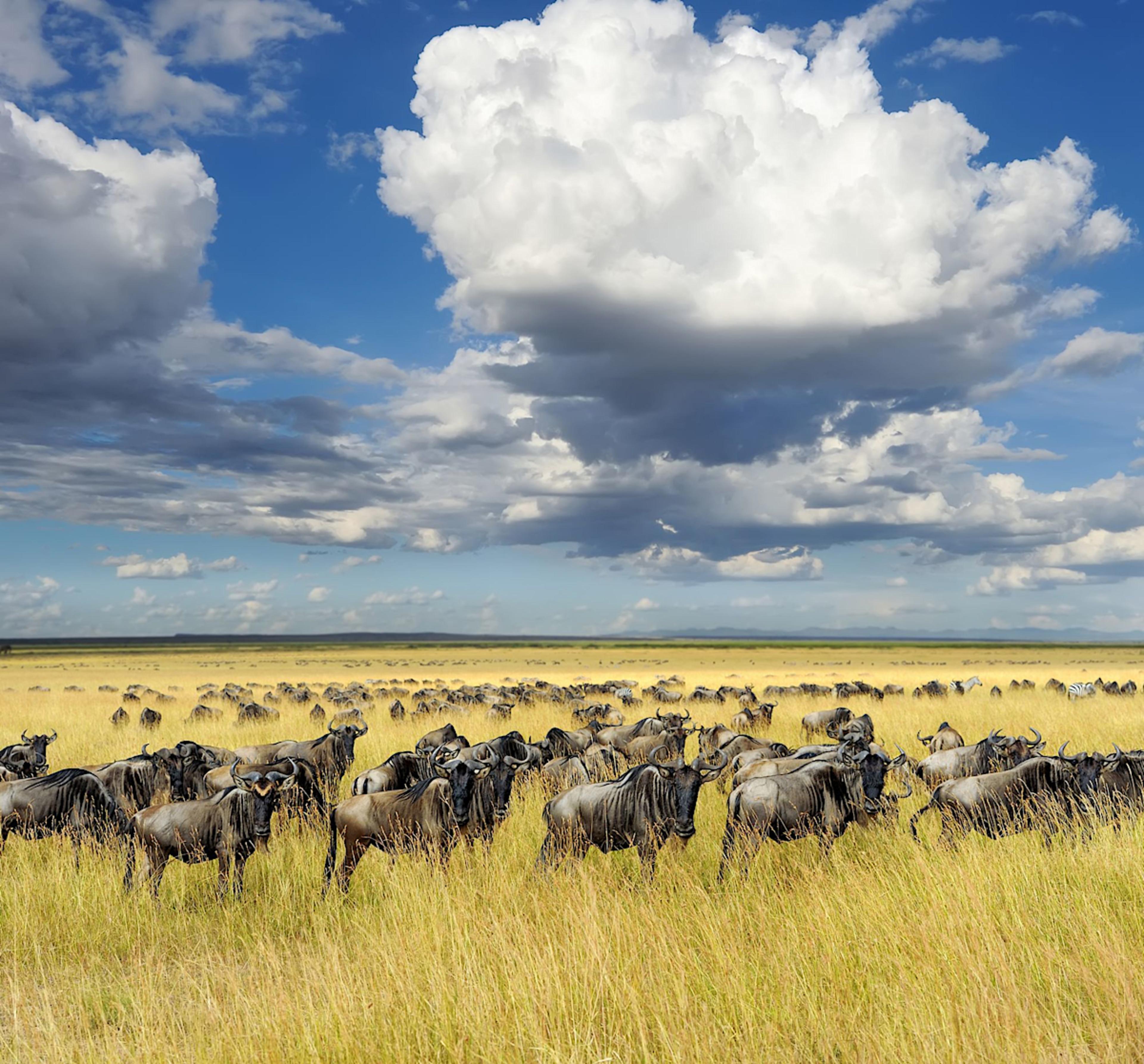 Wildebeest Migration