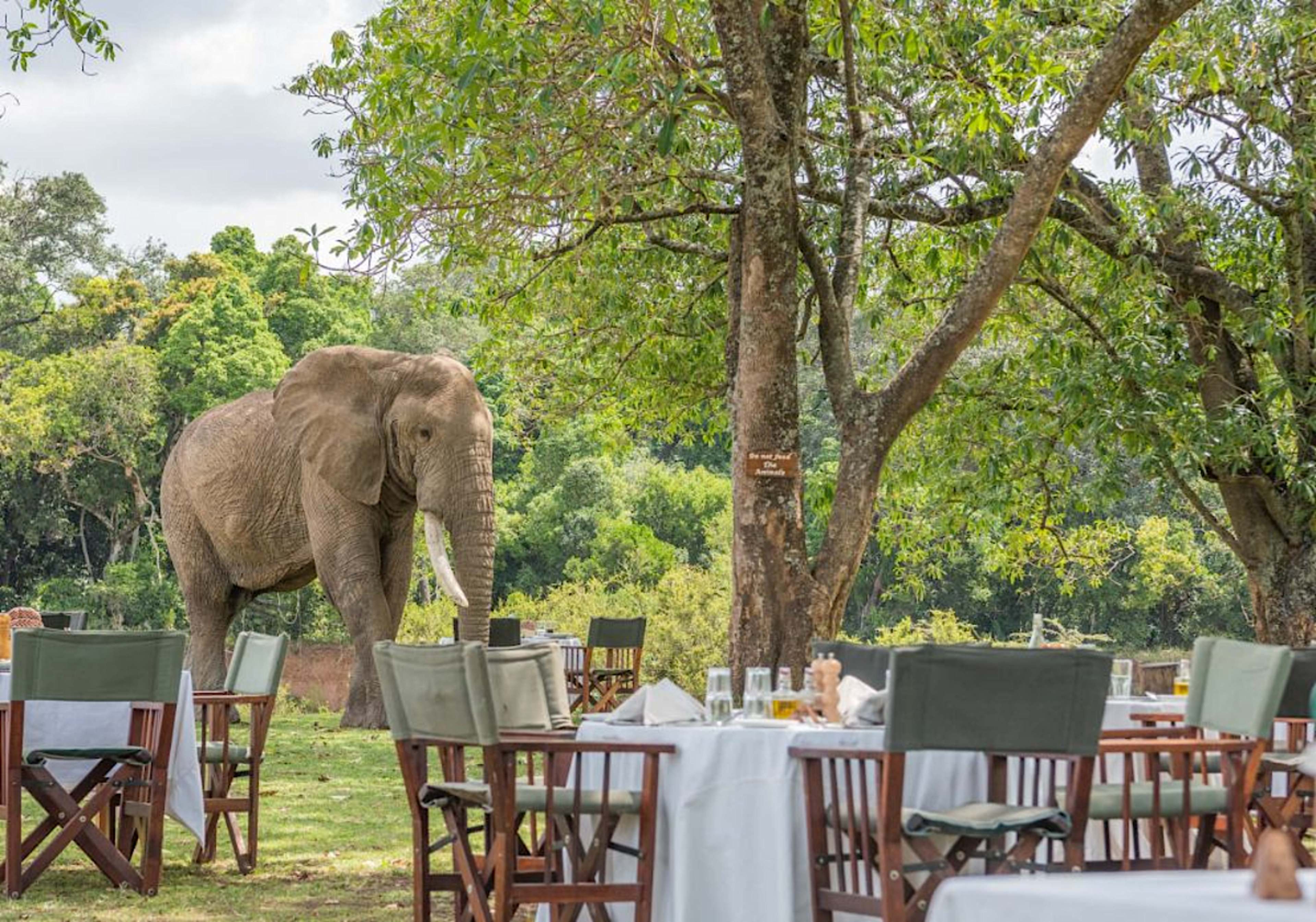 Dining