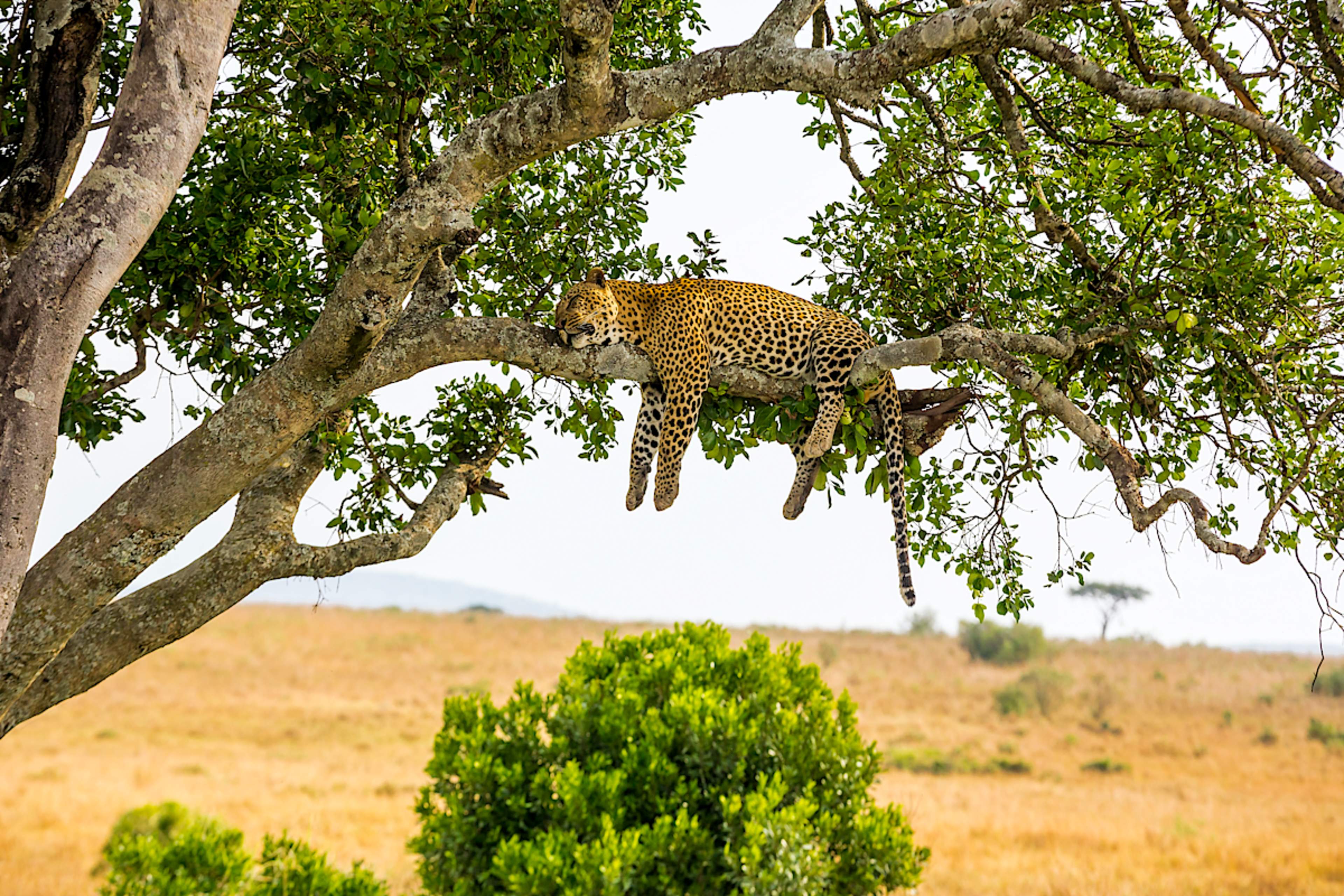 MASAI MARA TO TSAVO