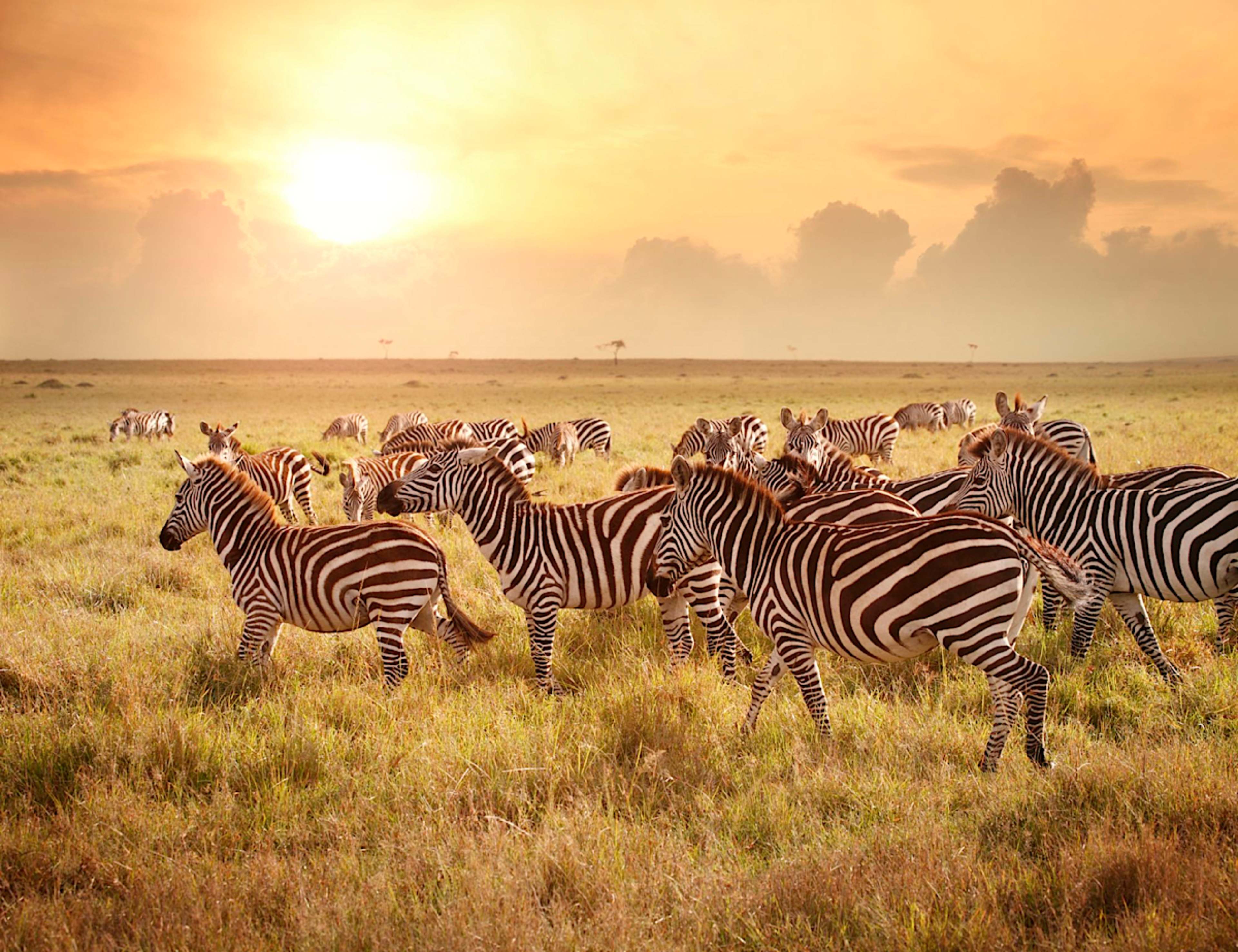 MASAI MARA