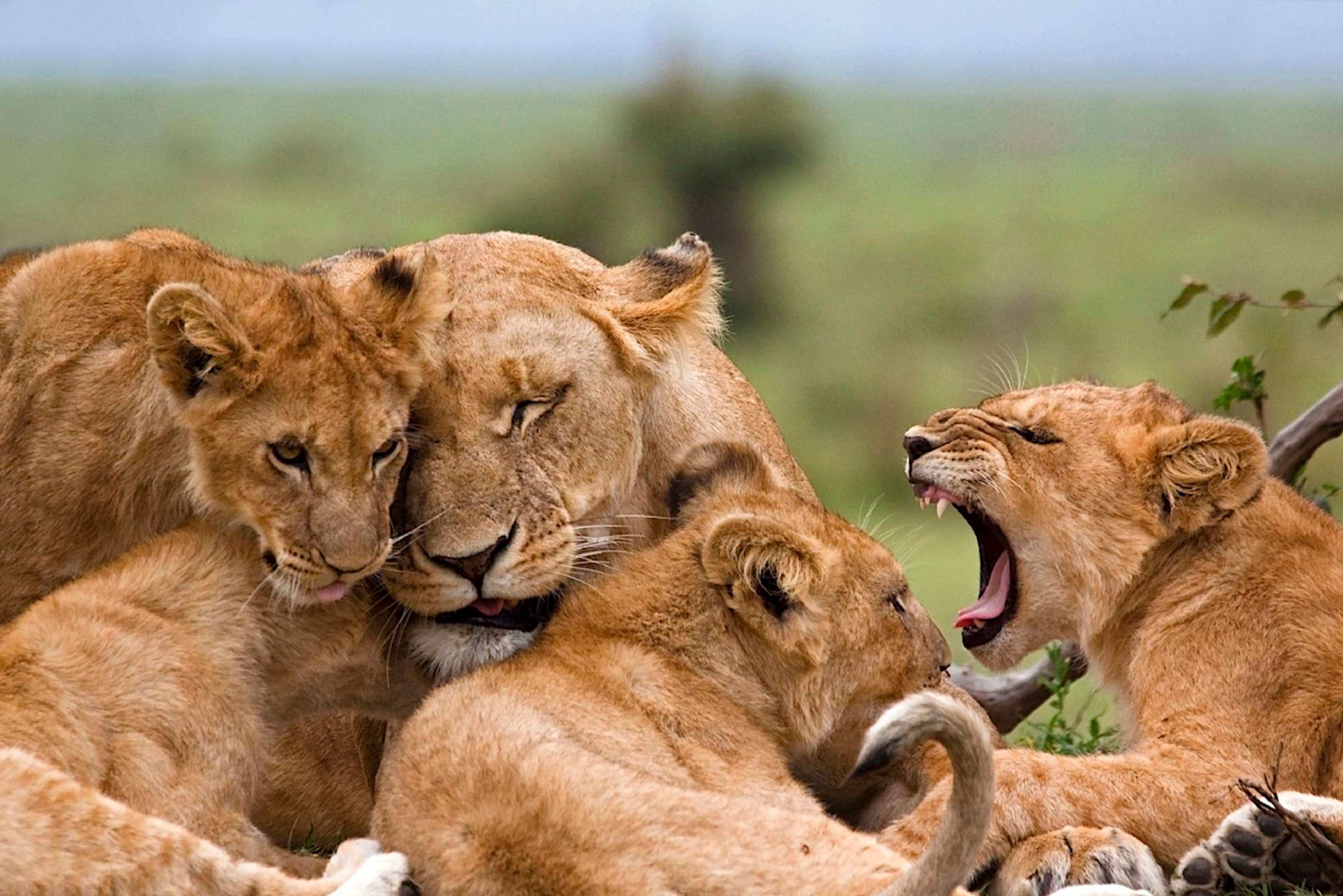Lions