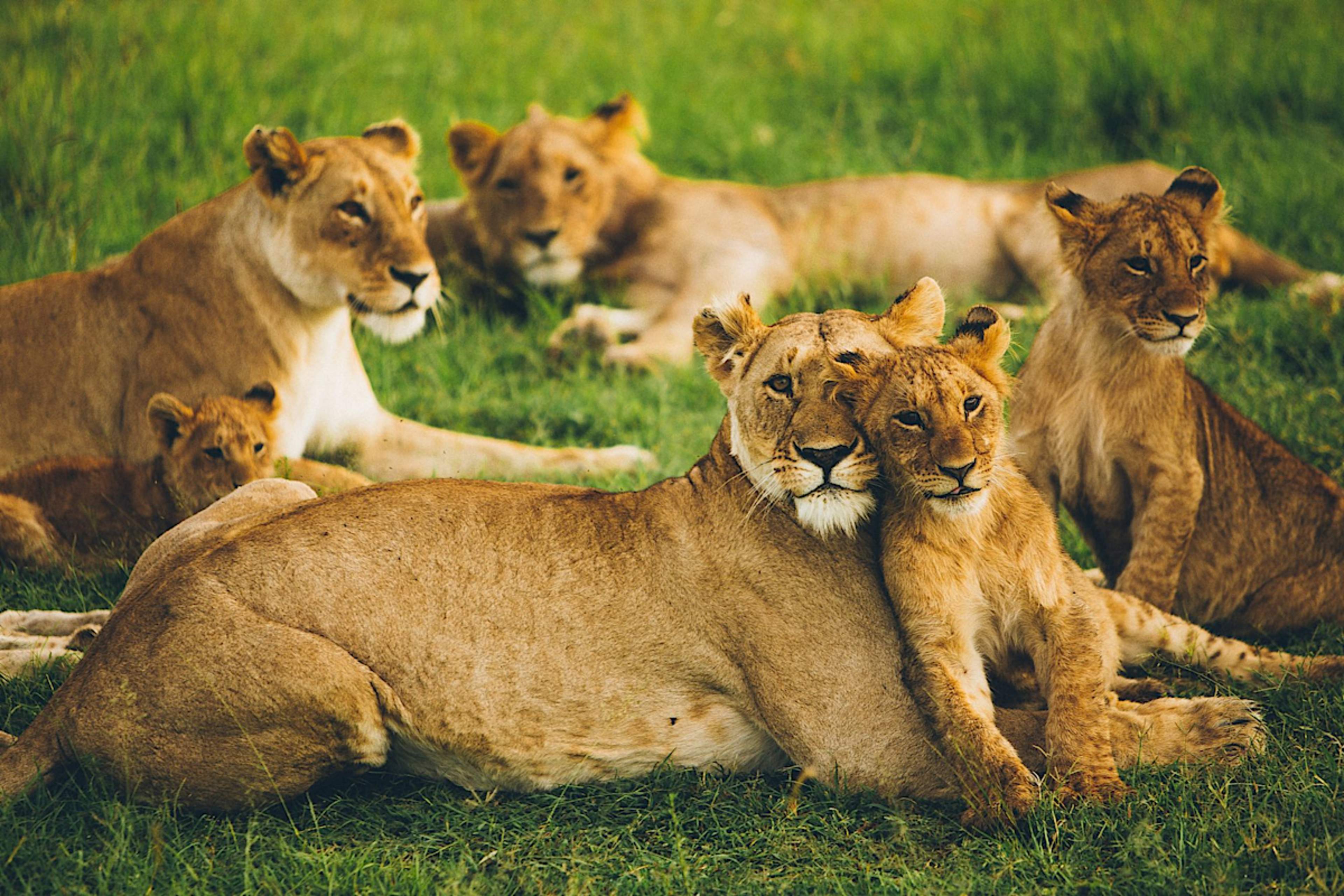 Lions