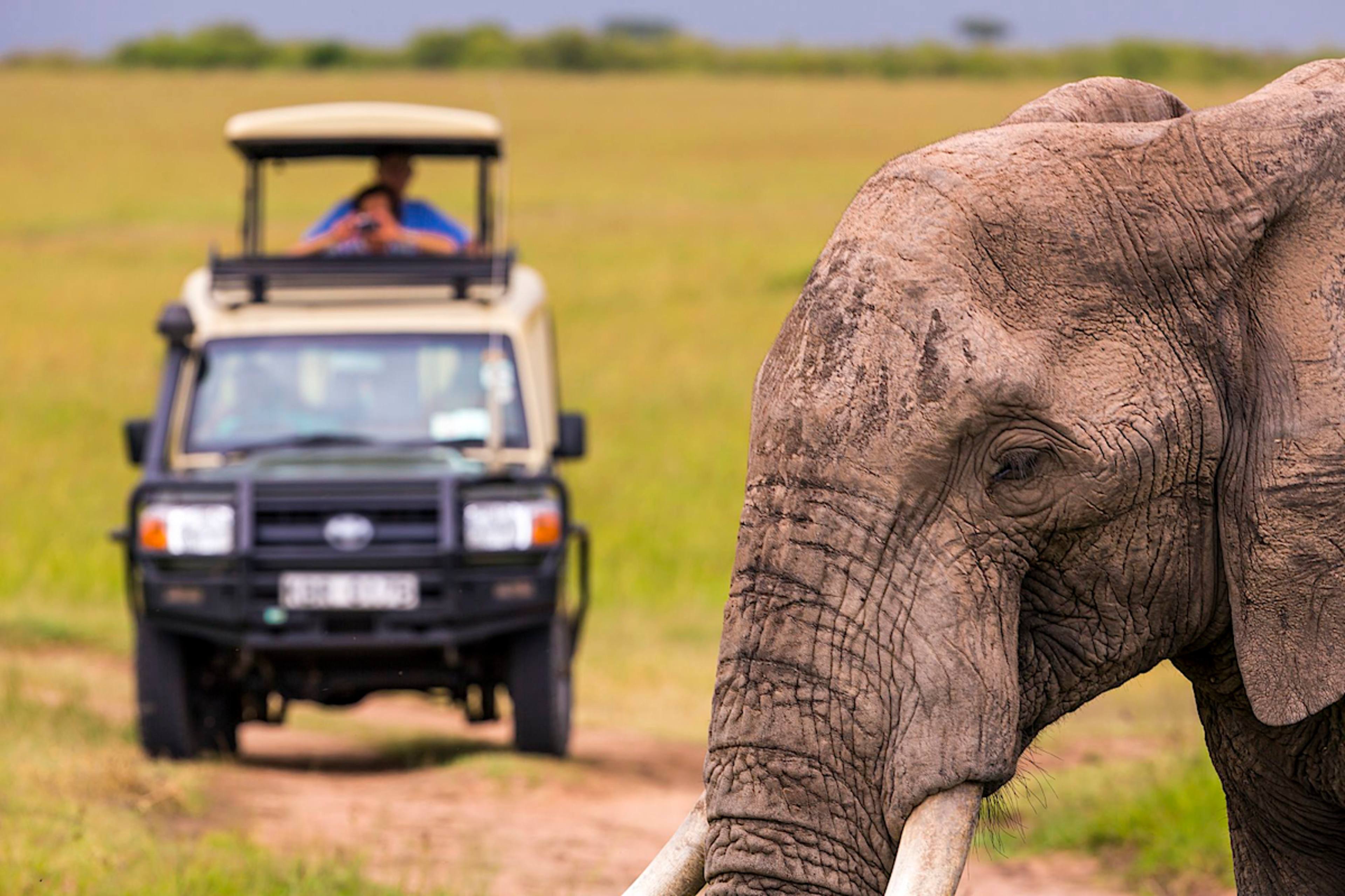 Elephant