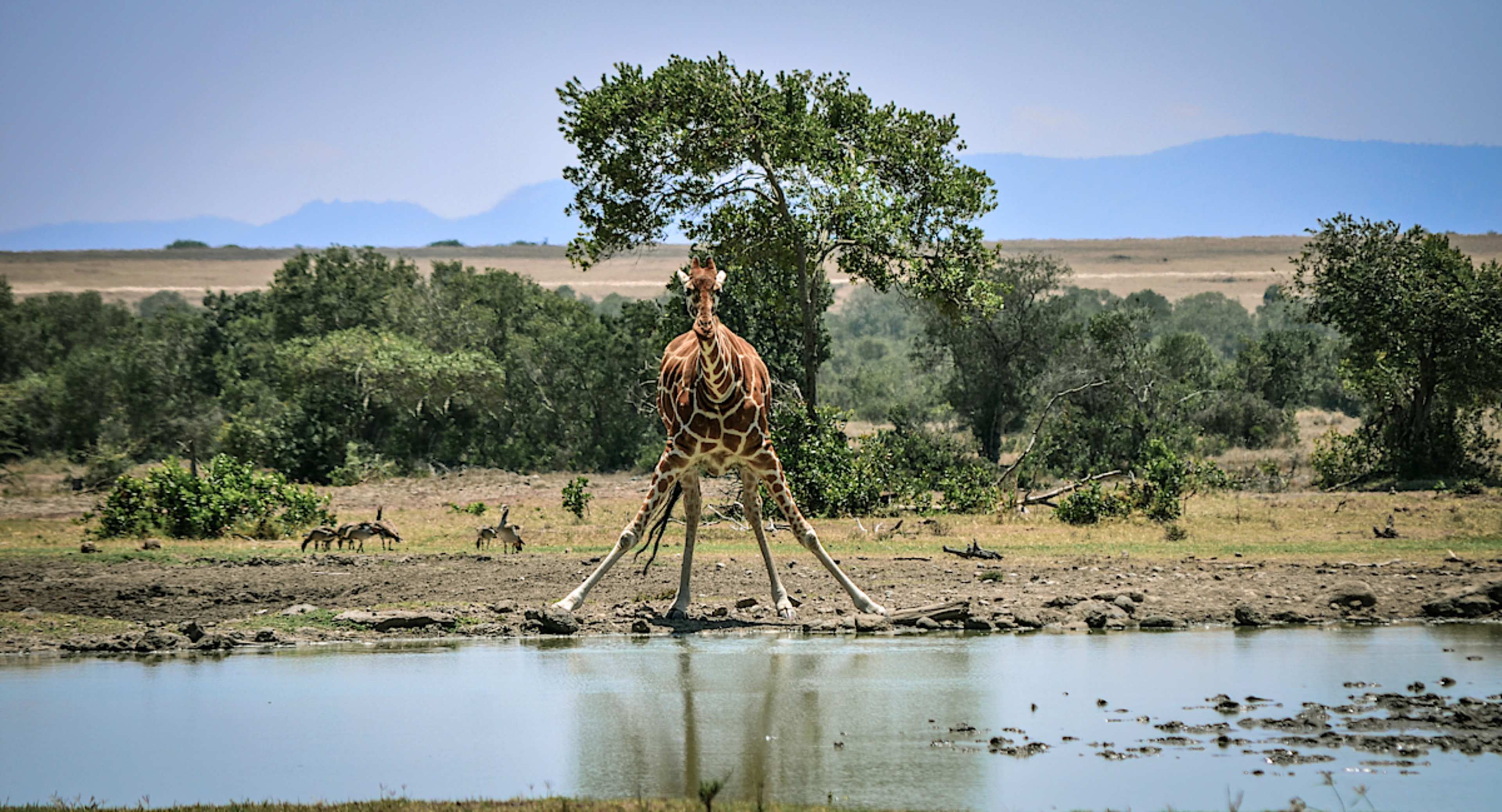 Giraffe