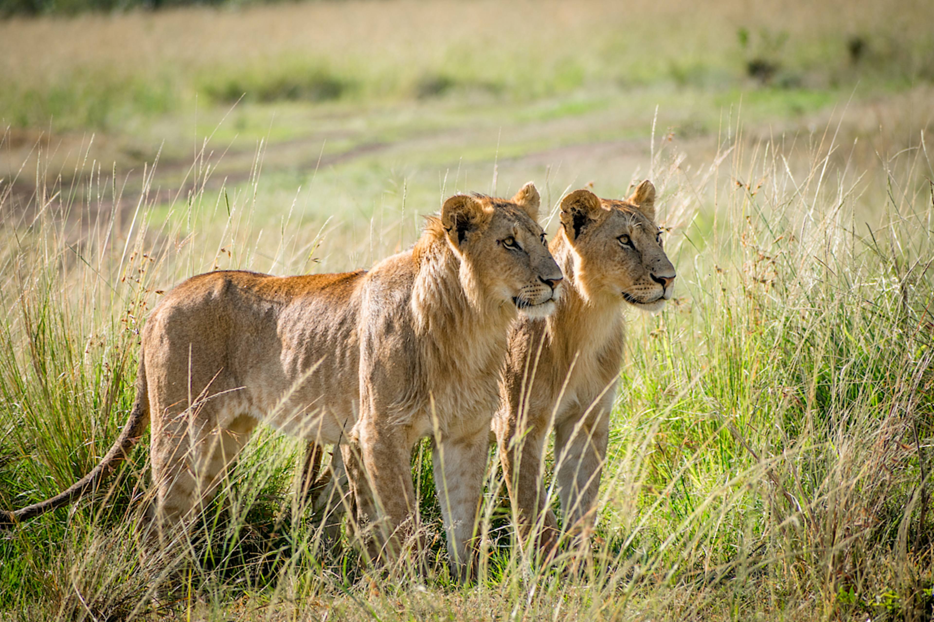 Lions