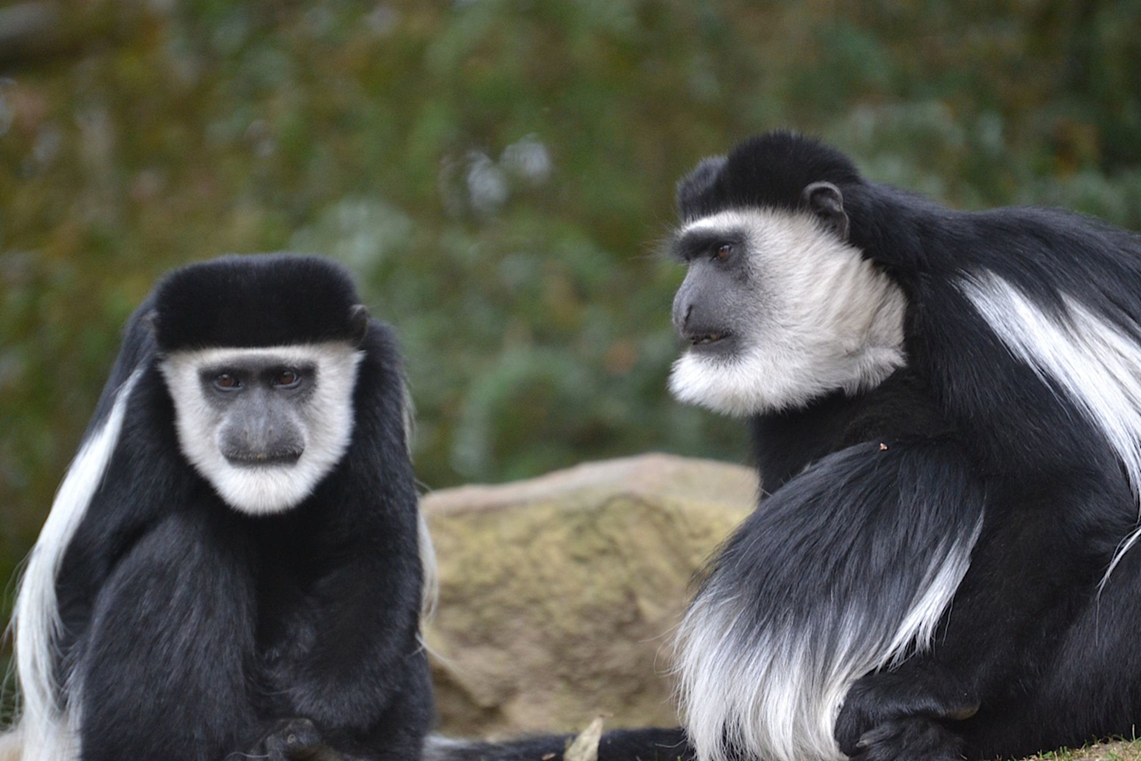 Colobus Monkey