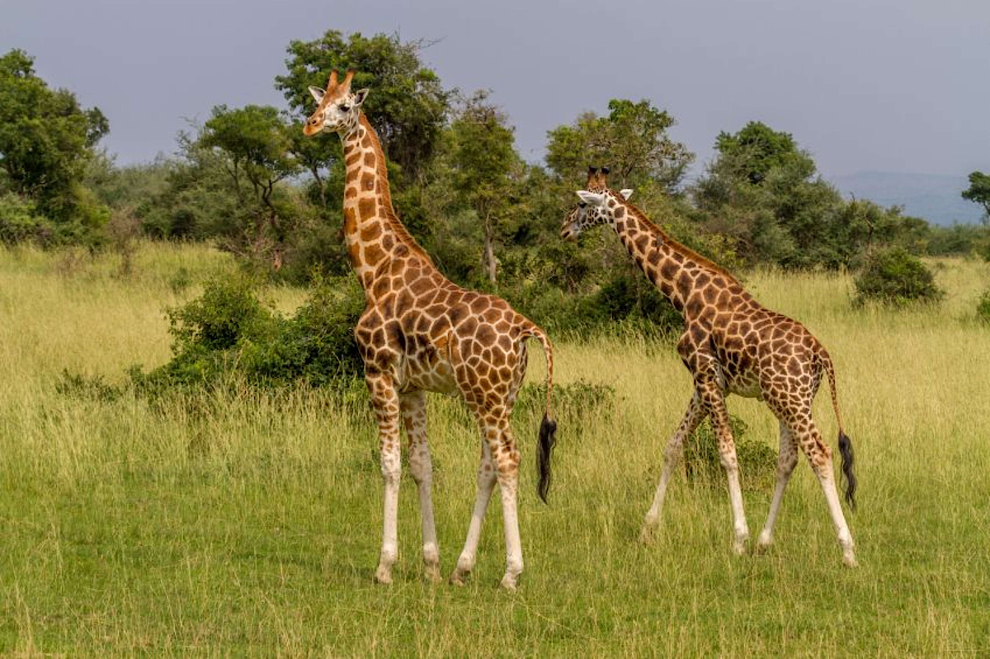 Giraffes
