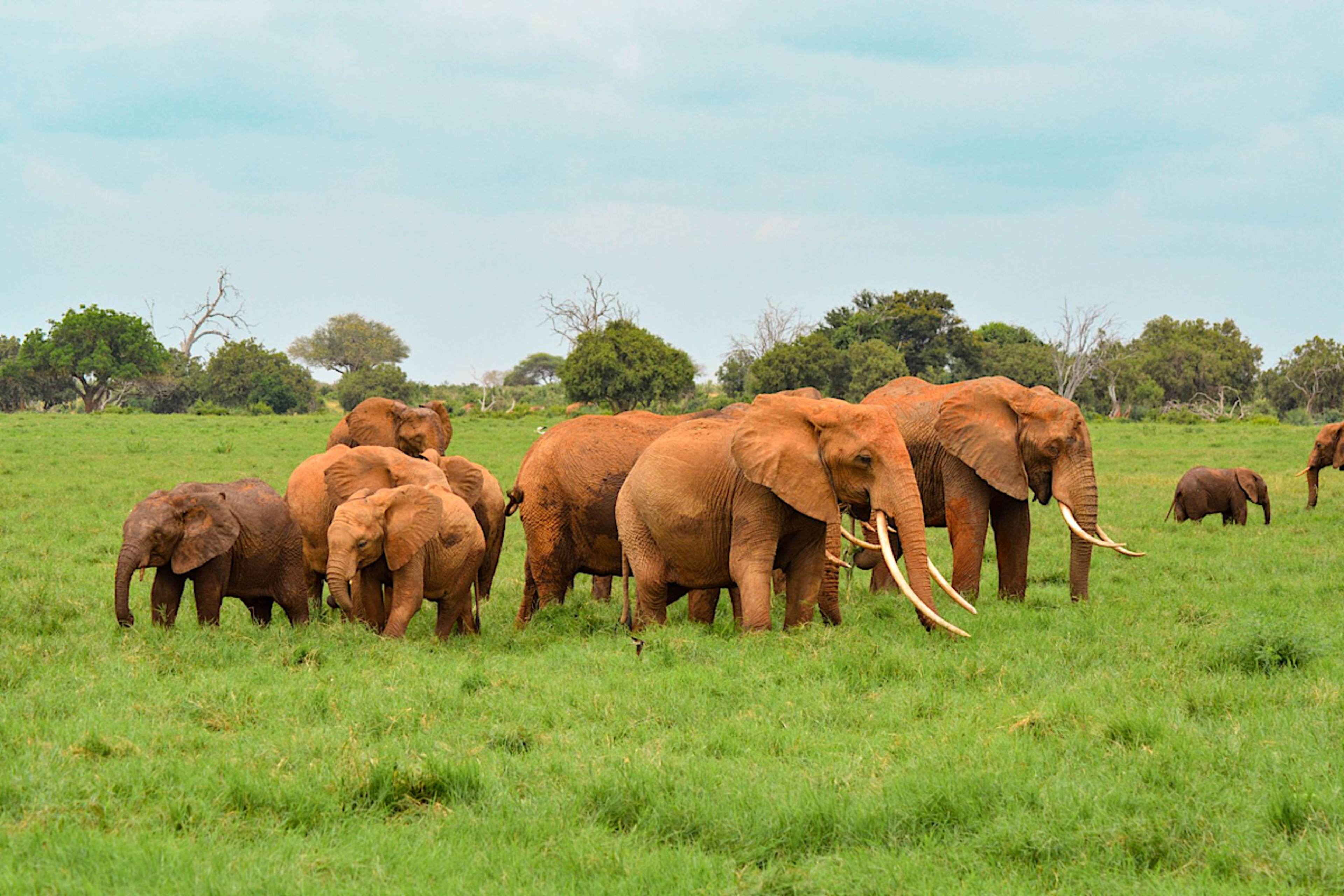 Red Elephant Herd