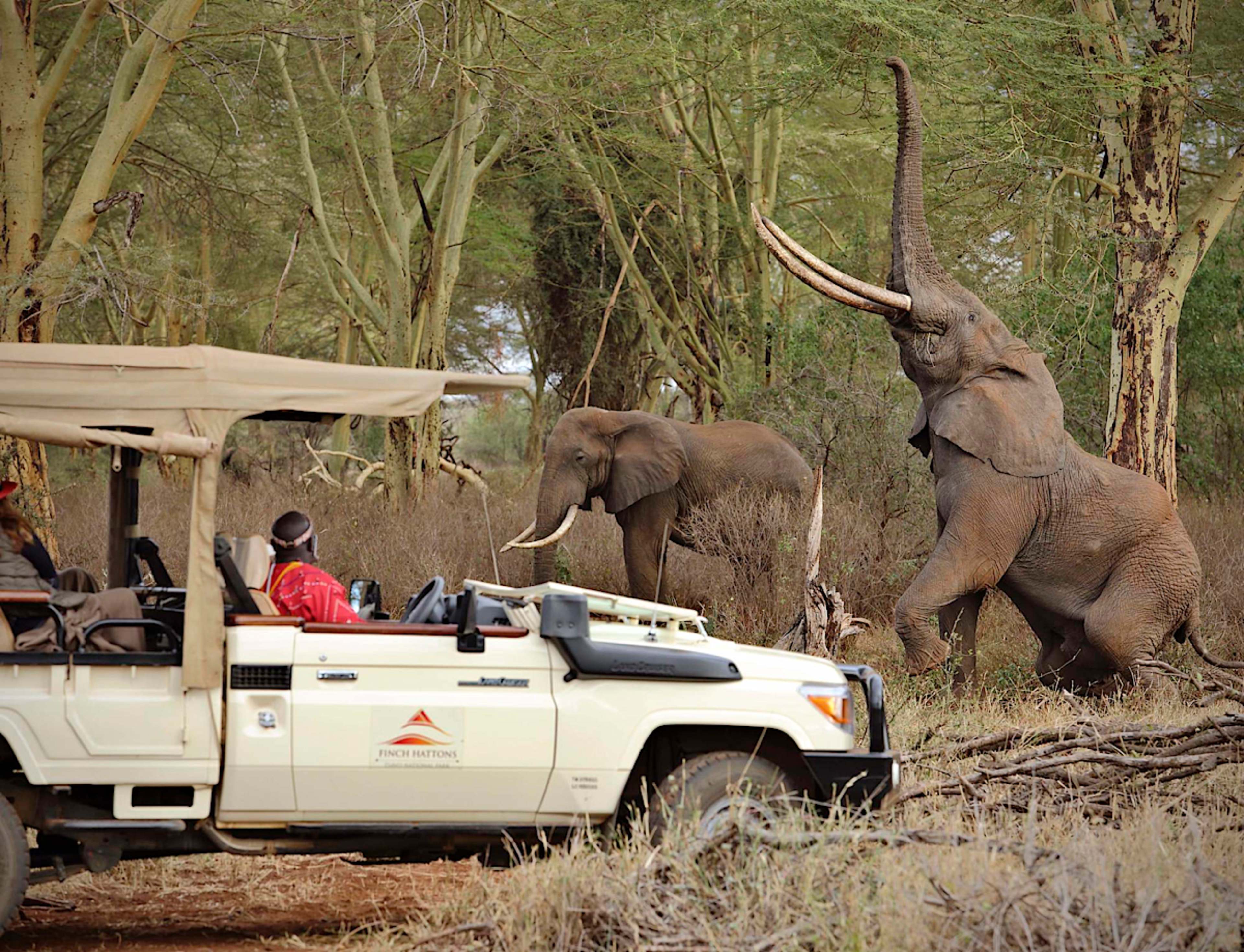 MASAI MARA TO TSAVO