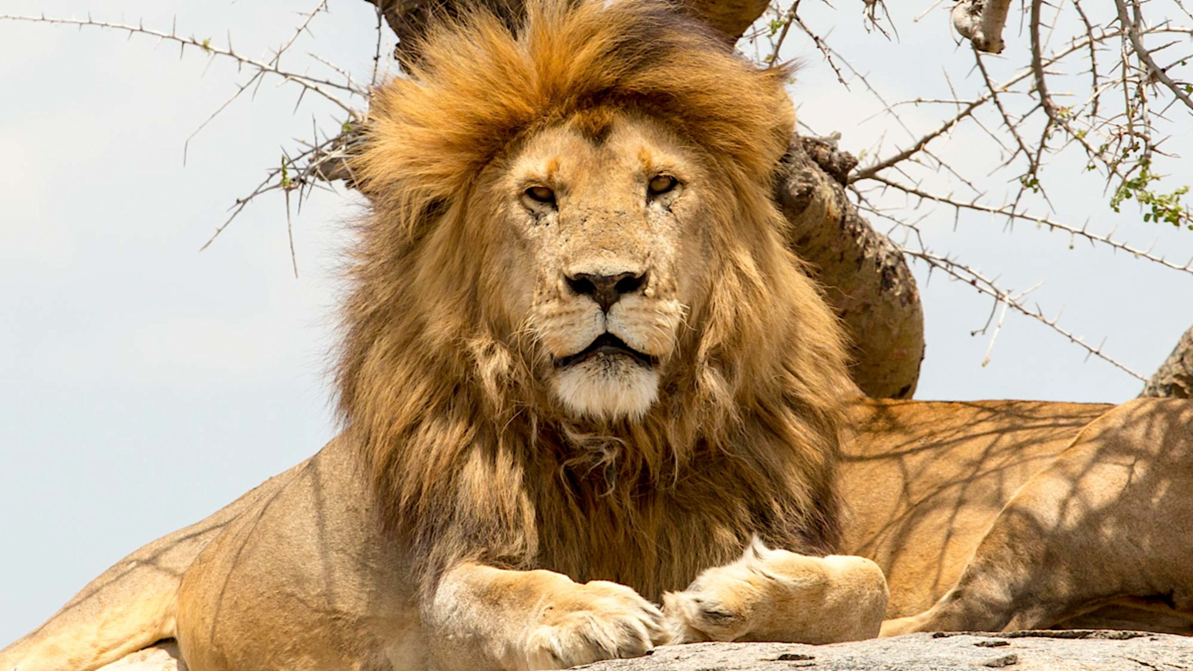 Lion Serengeti
