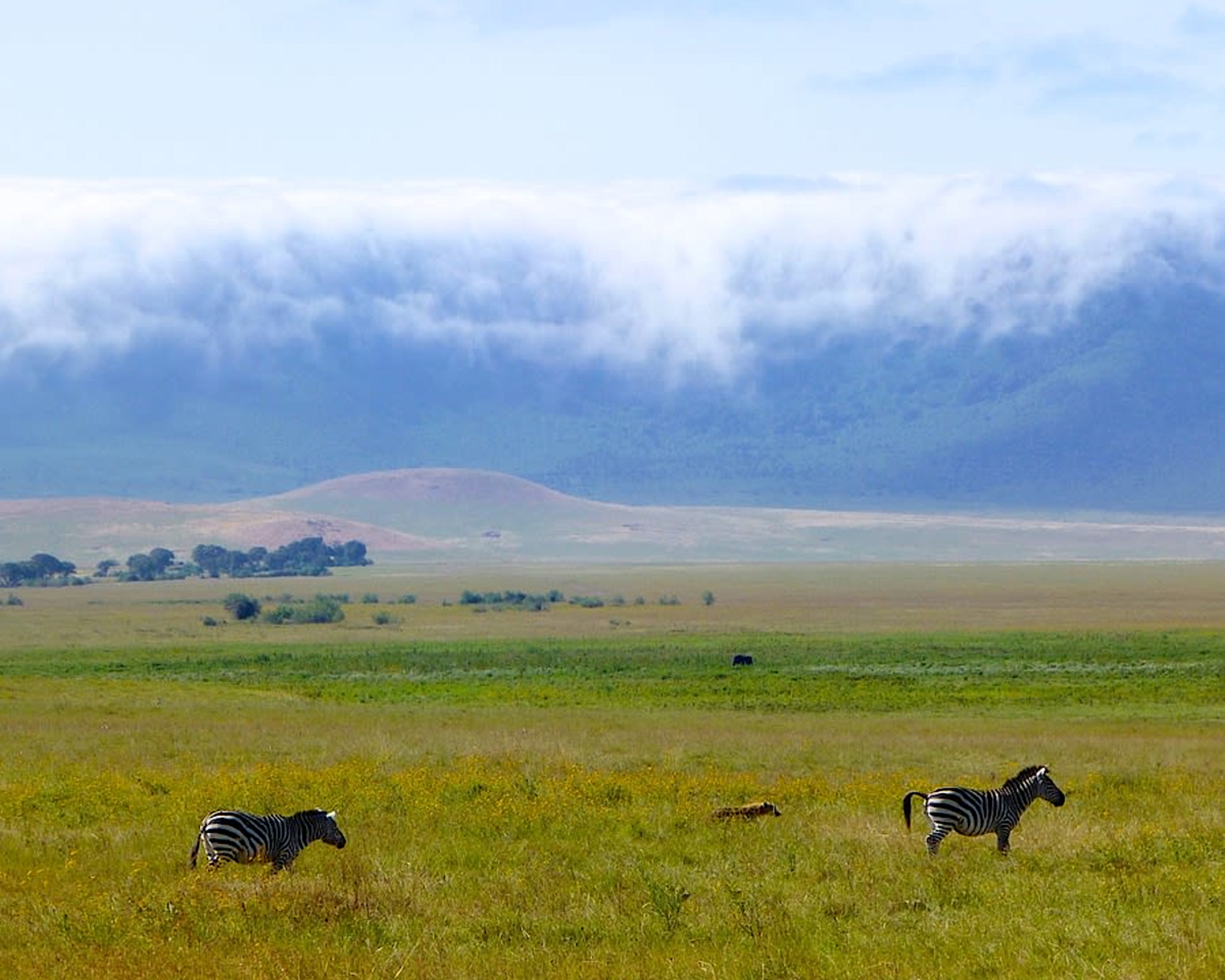 Ngorongoro