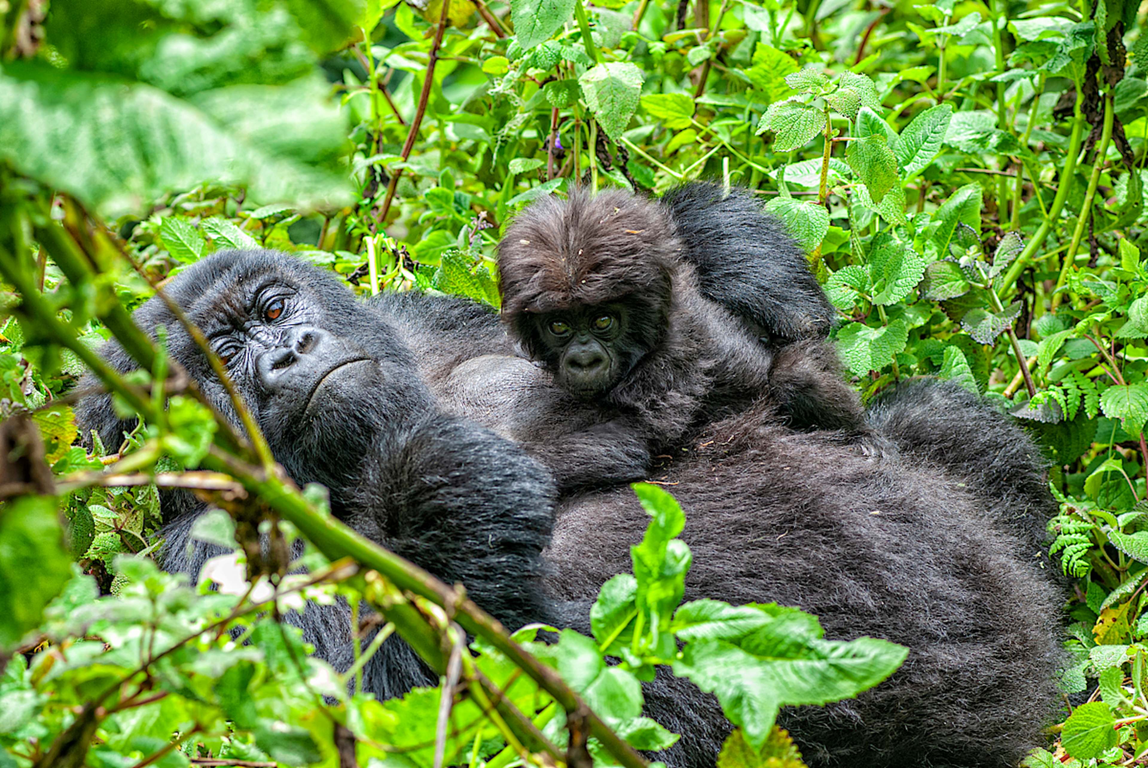Mountain Gorilla