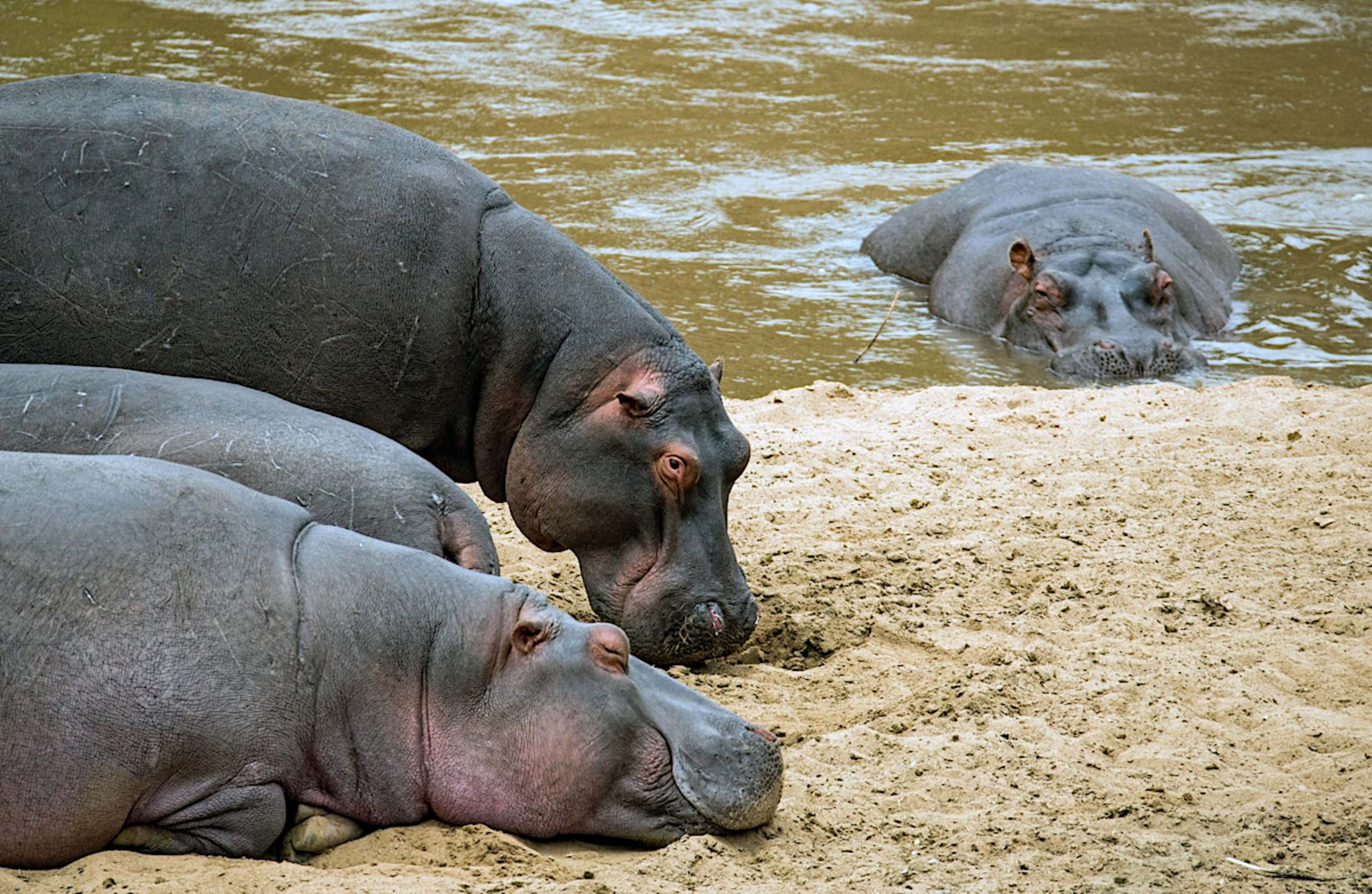 Hippo
