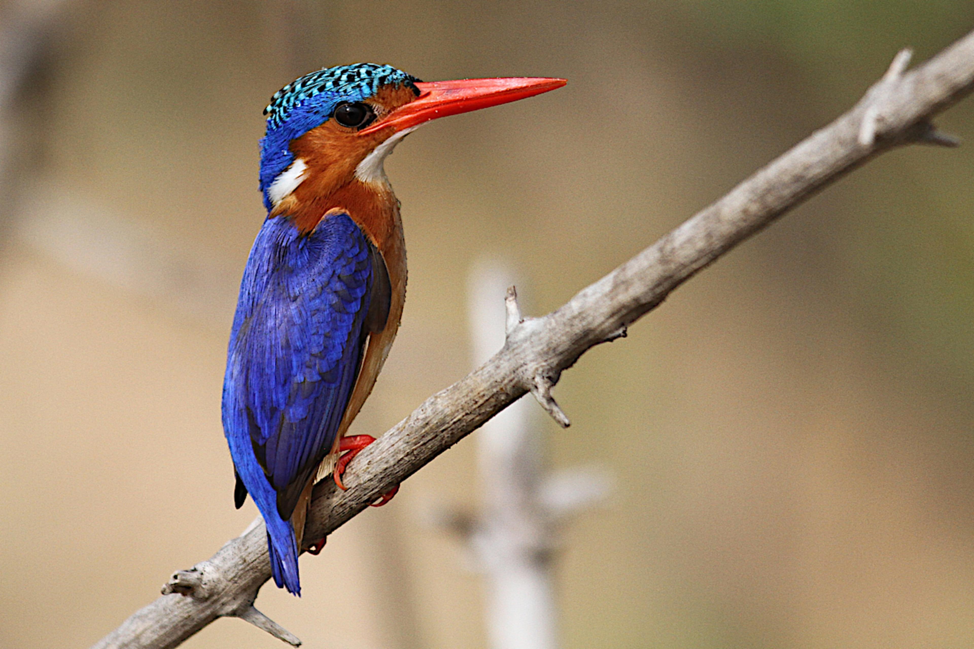 NYERERE NATIONAL PARK