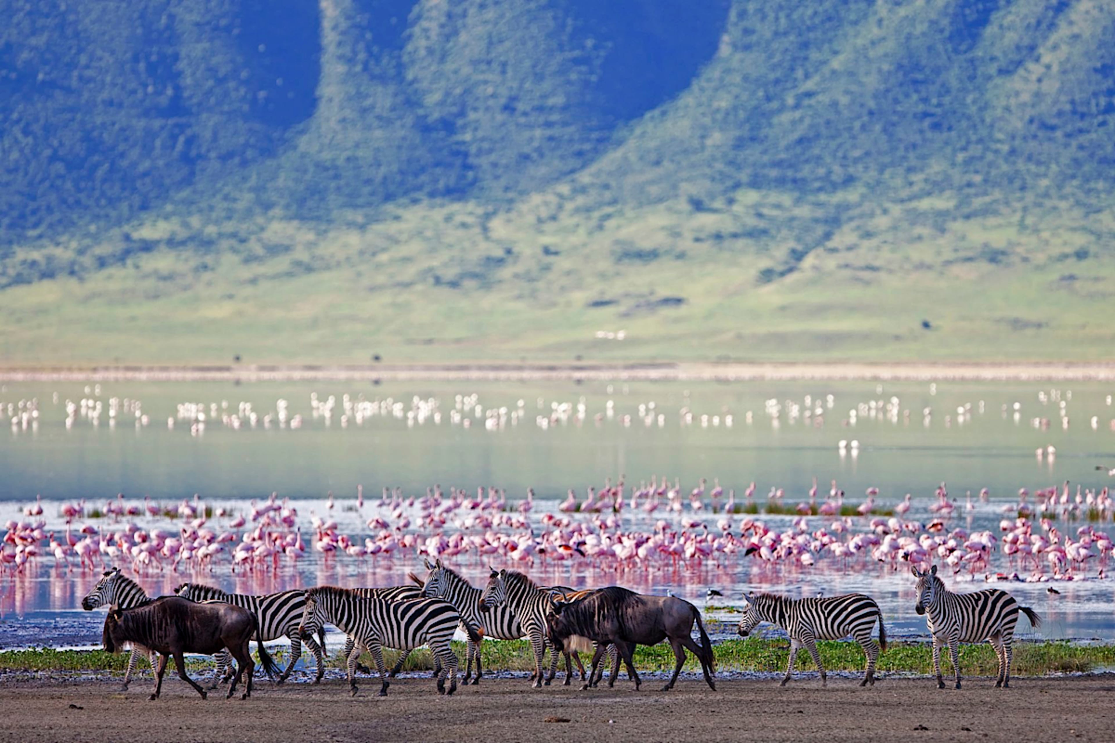 Ngorngoro Wildlife
