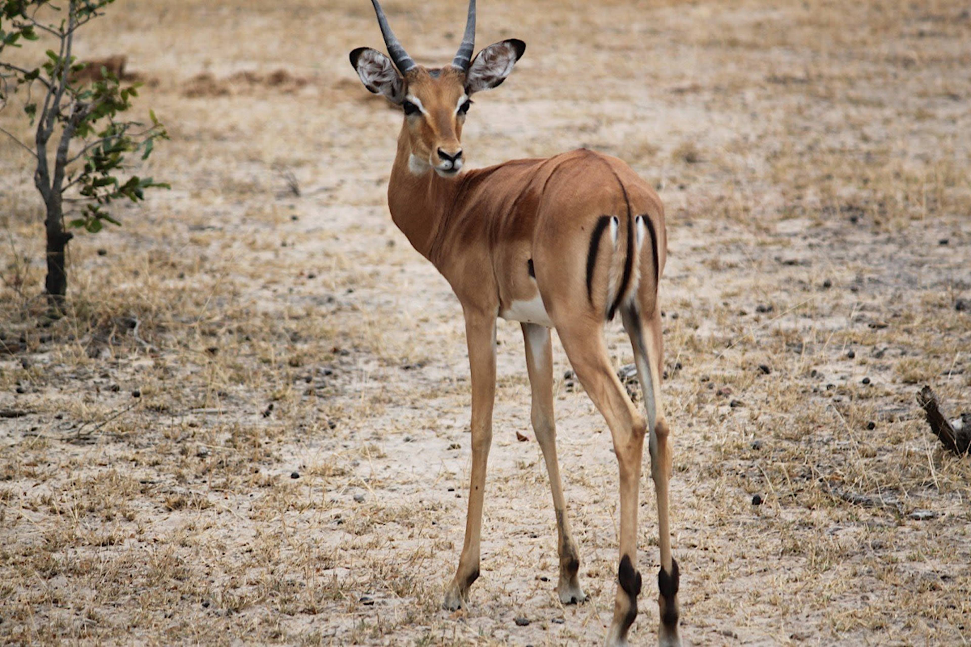 Gazelle