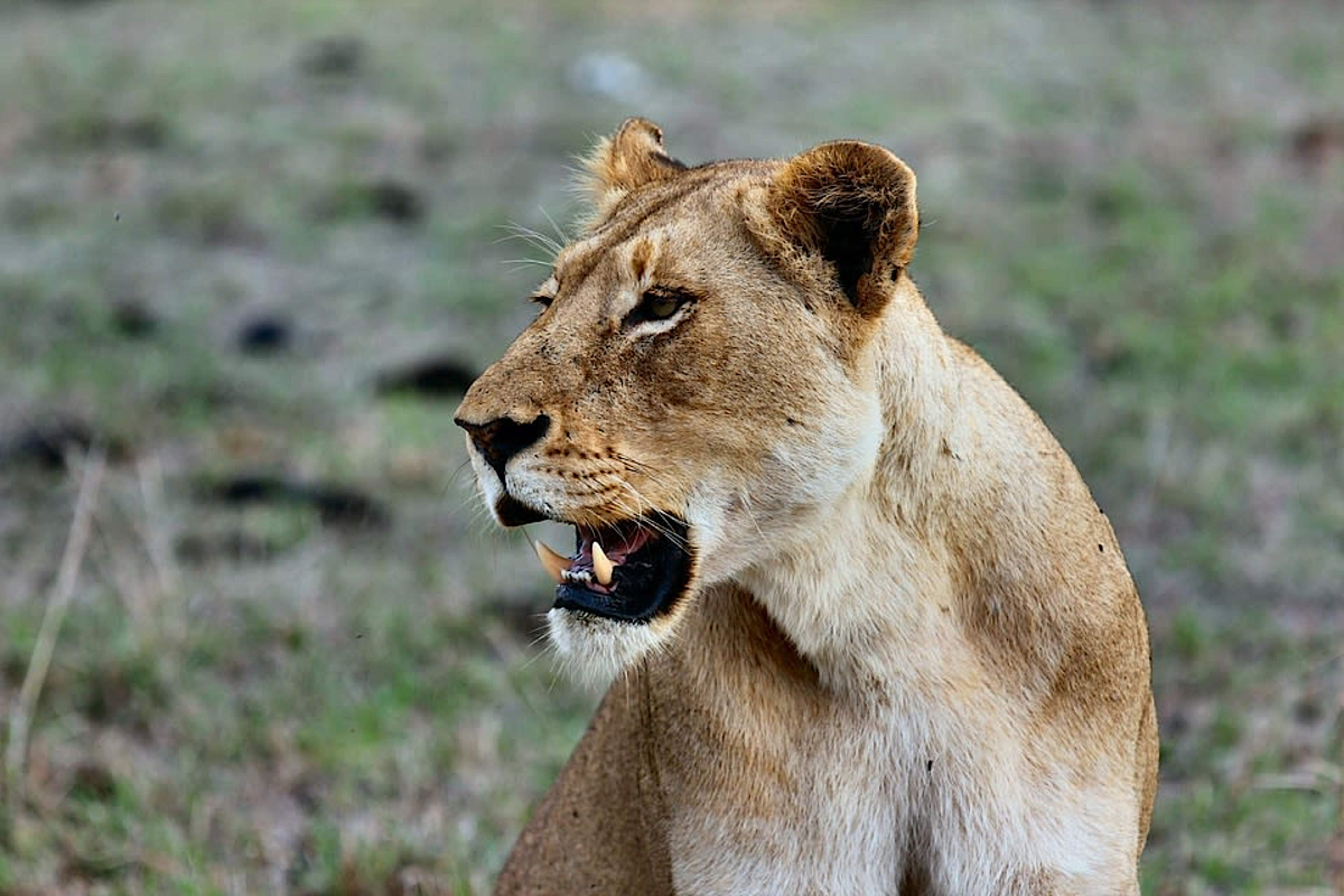 Lioness