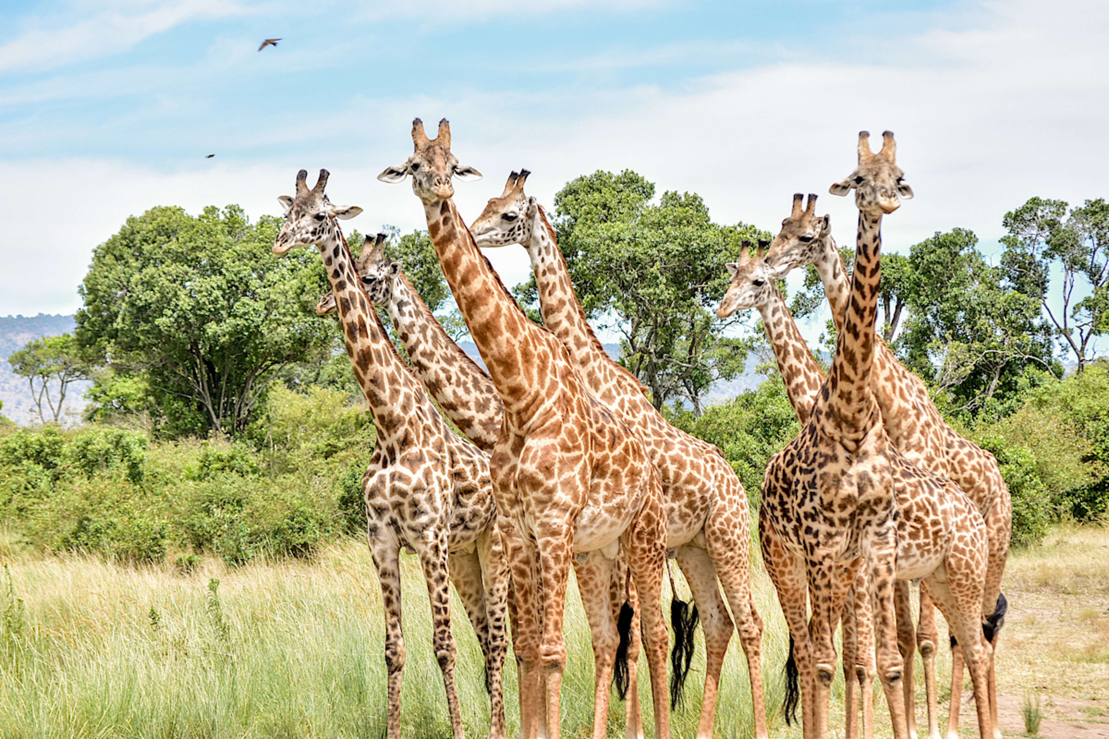 Giraffes