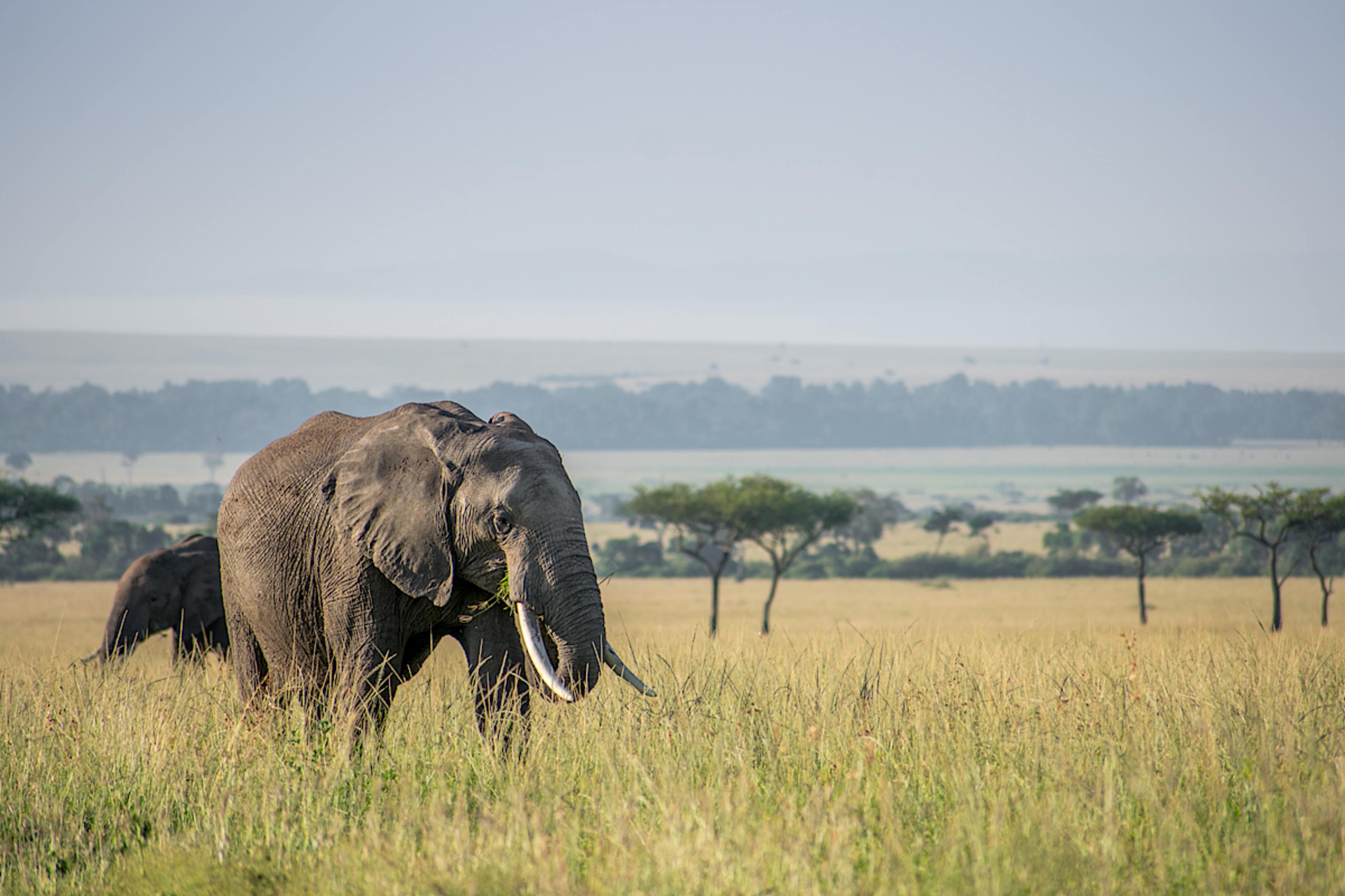 Elephant