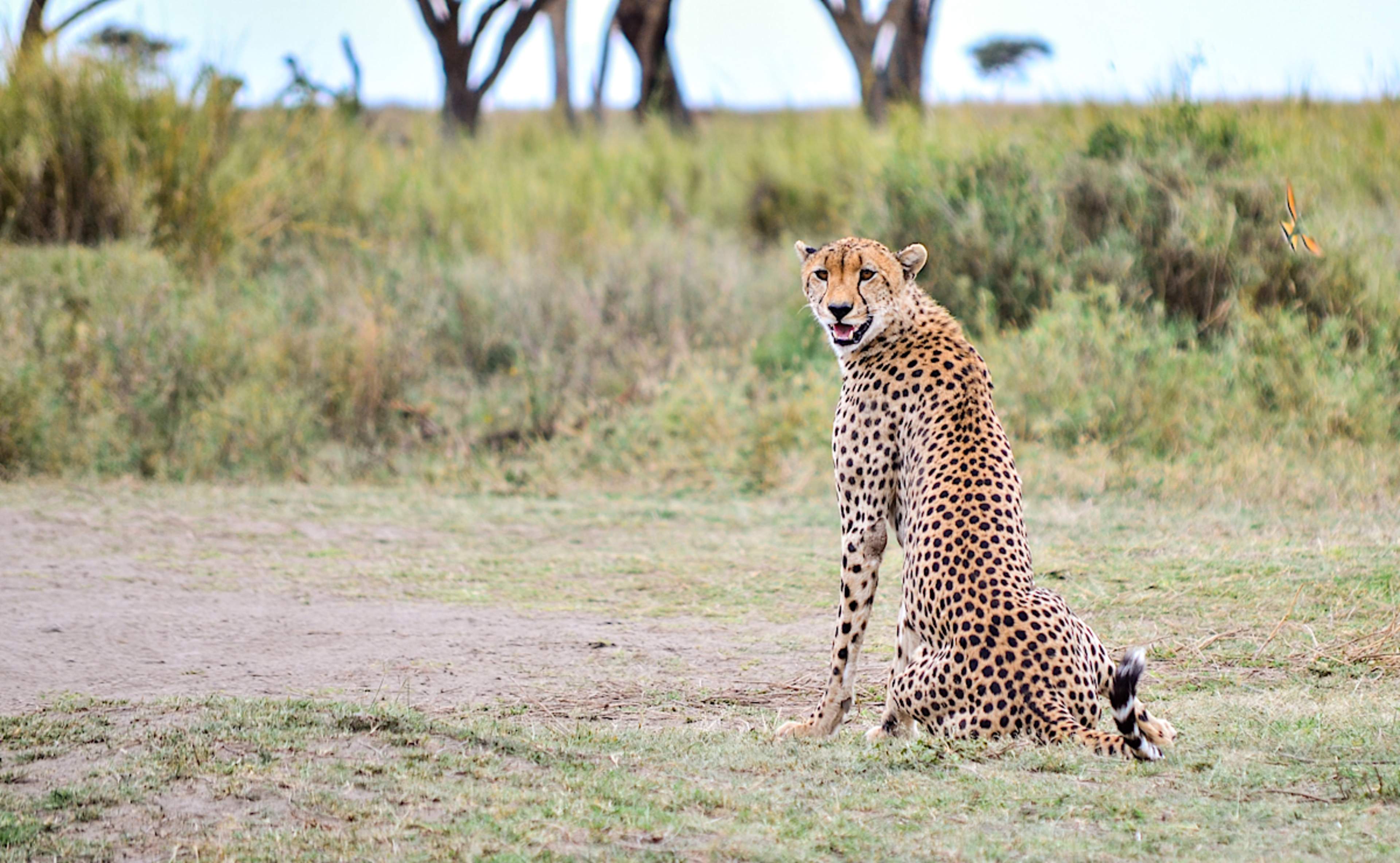 Cheetah