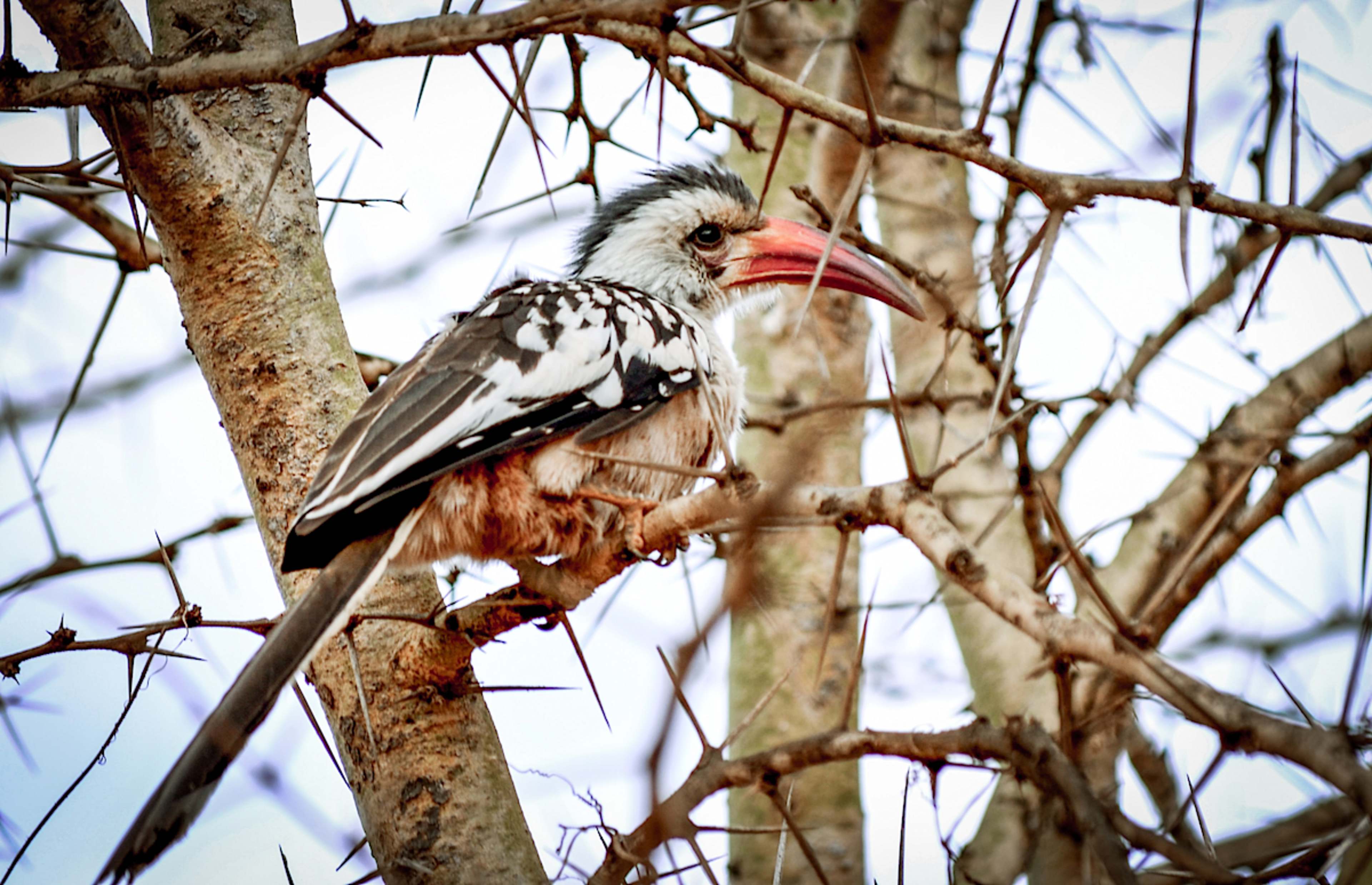 Hornbill
