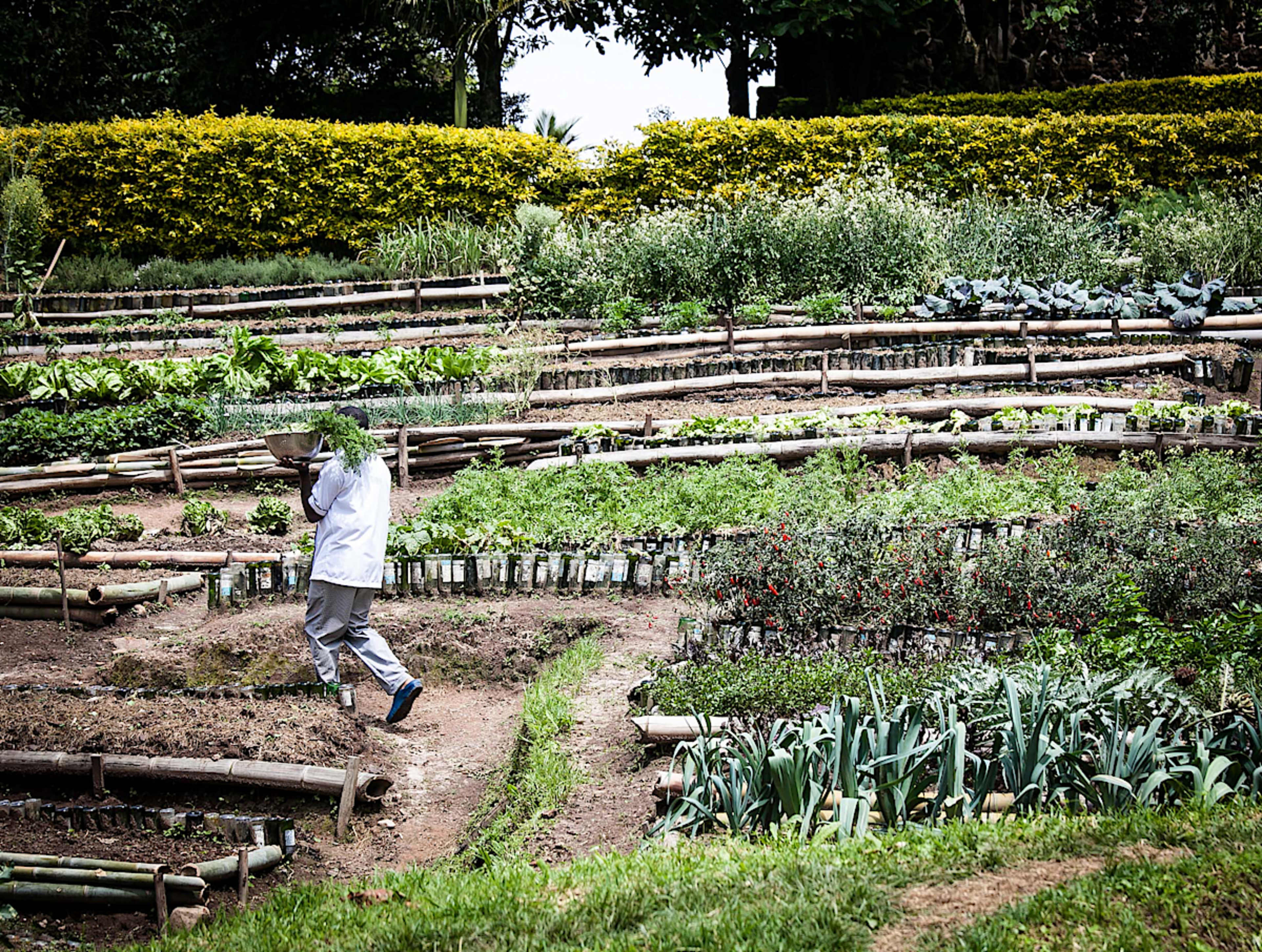 Vegetable Garden