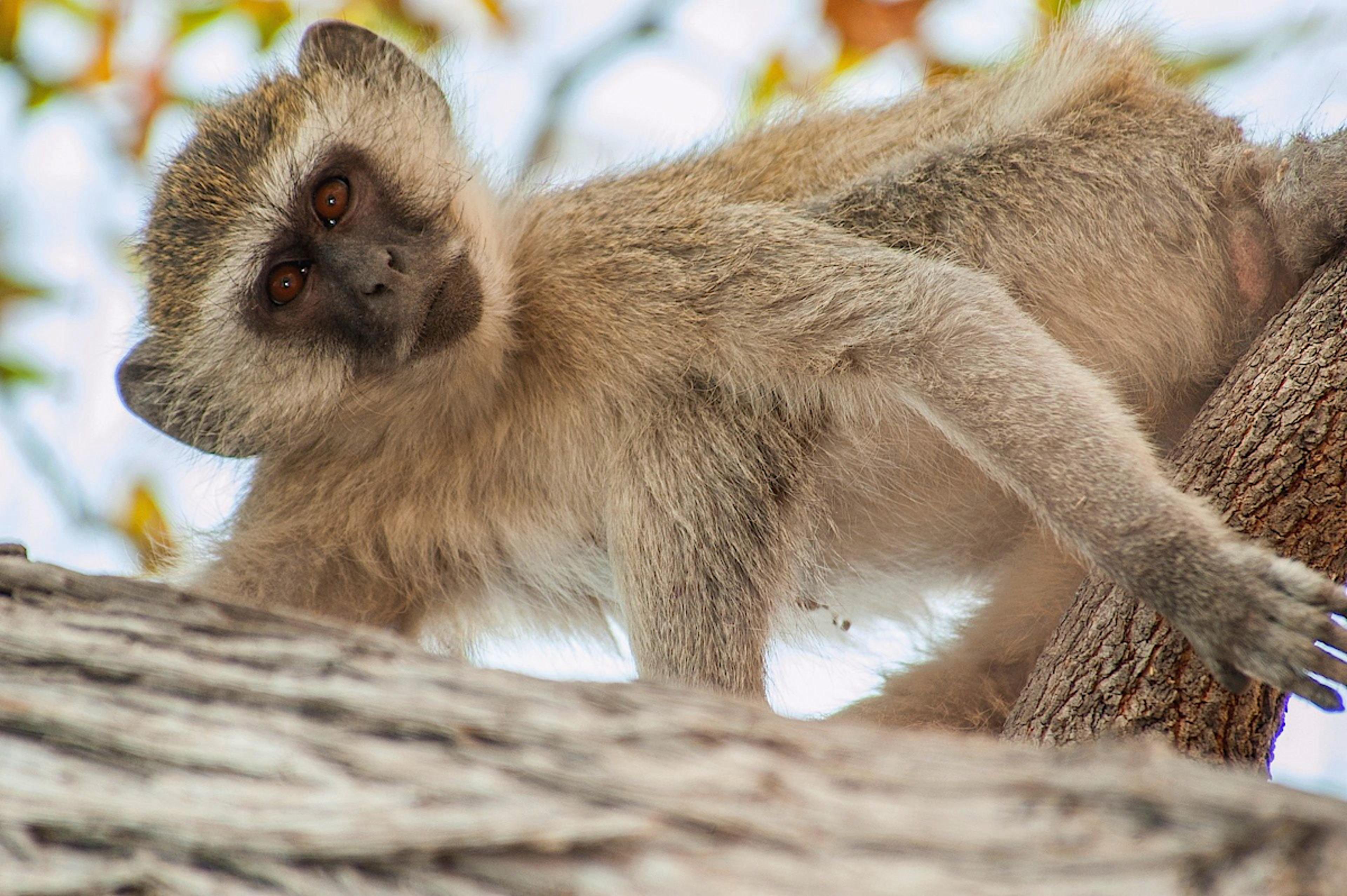 Vervet Monkey