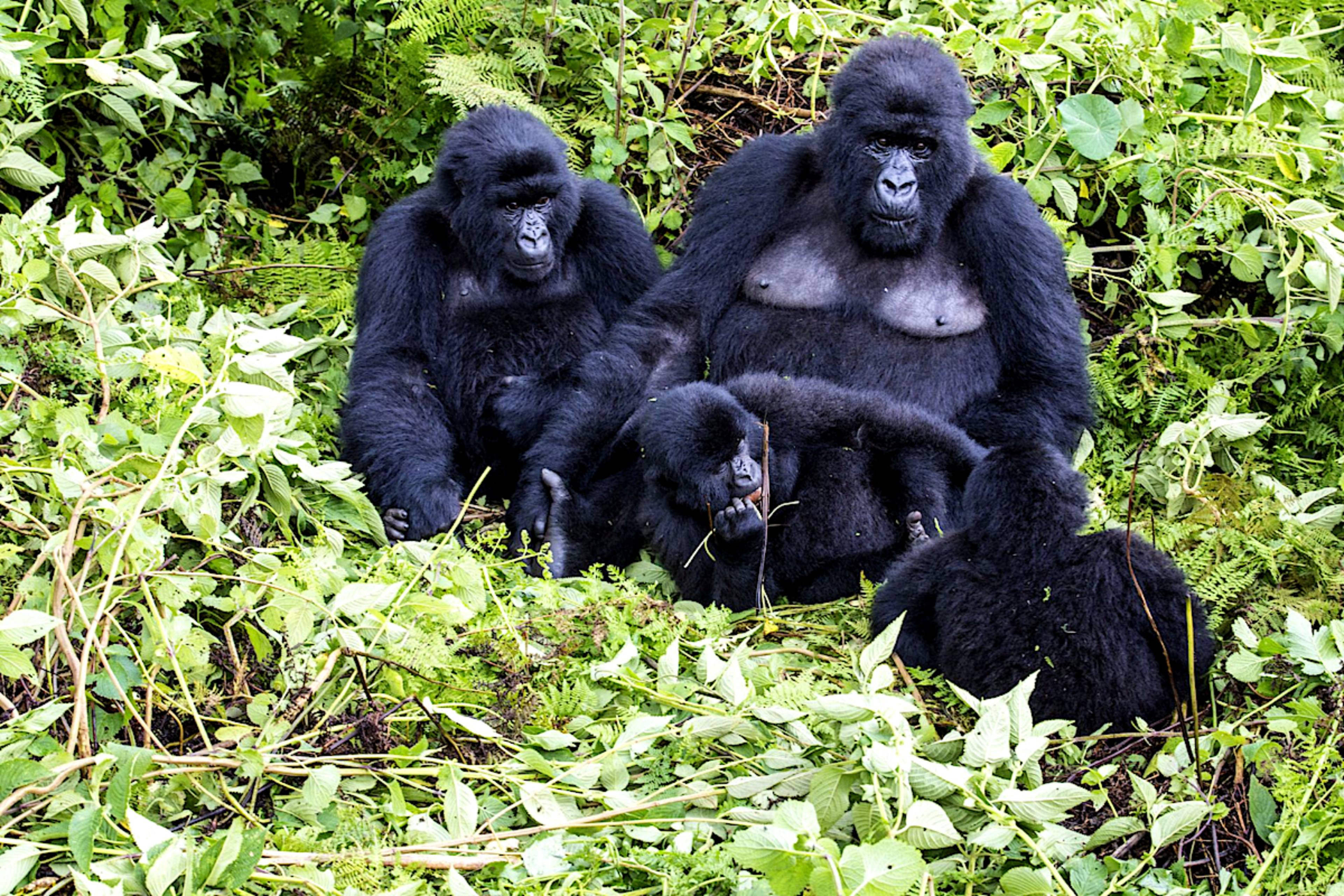 Gorilla Trek