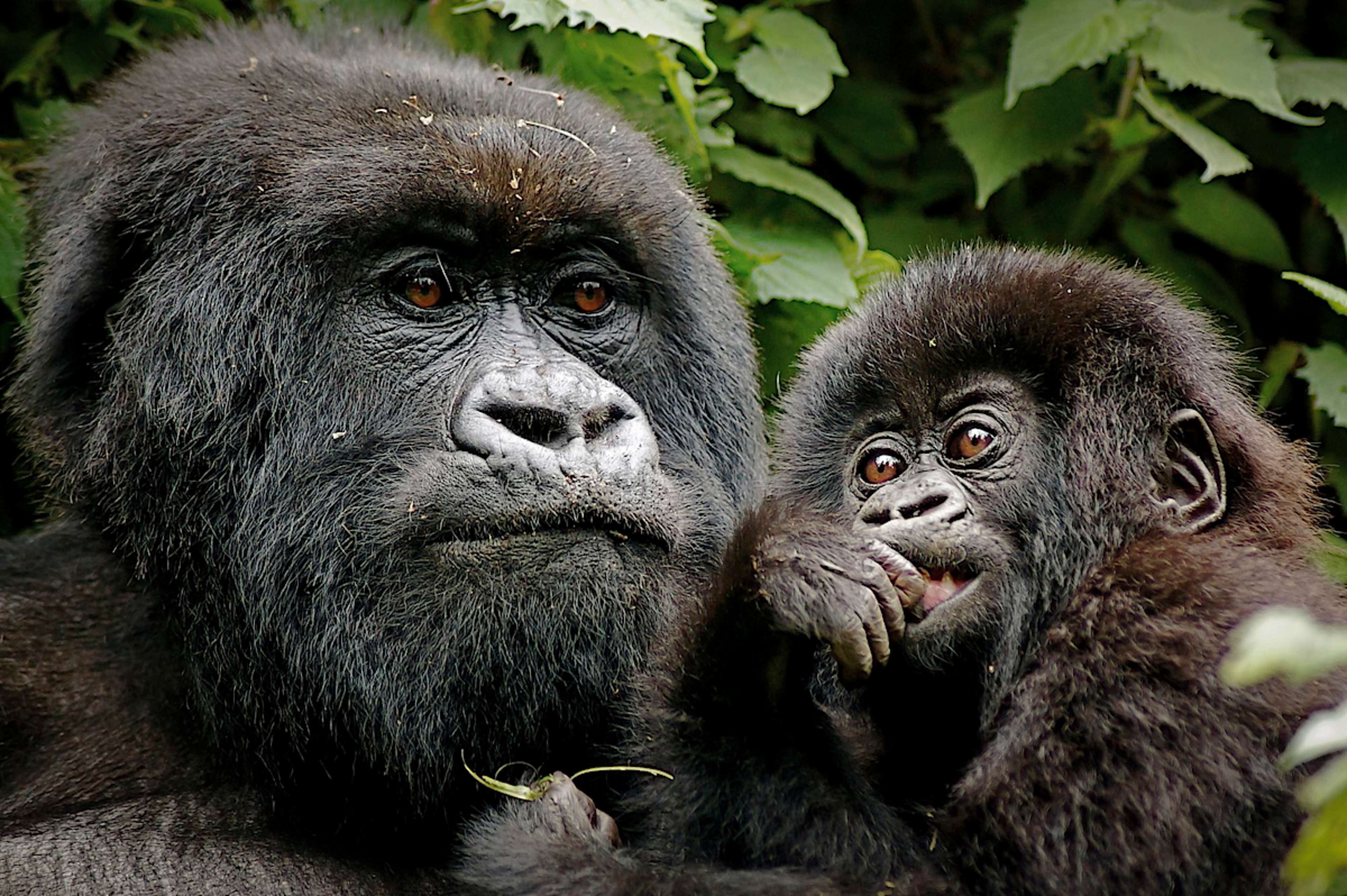 Mountain Gorilla Family