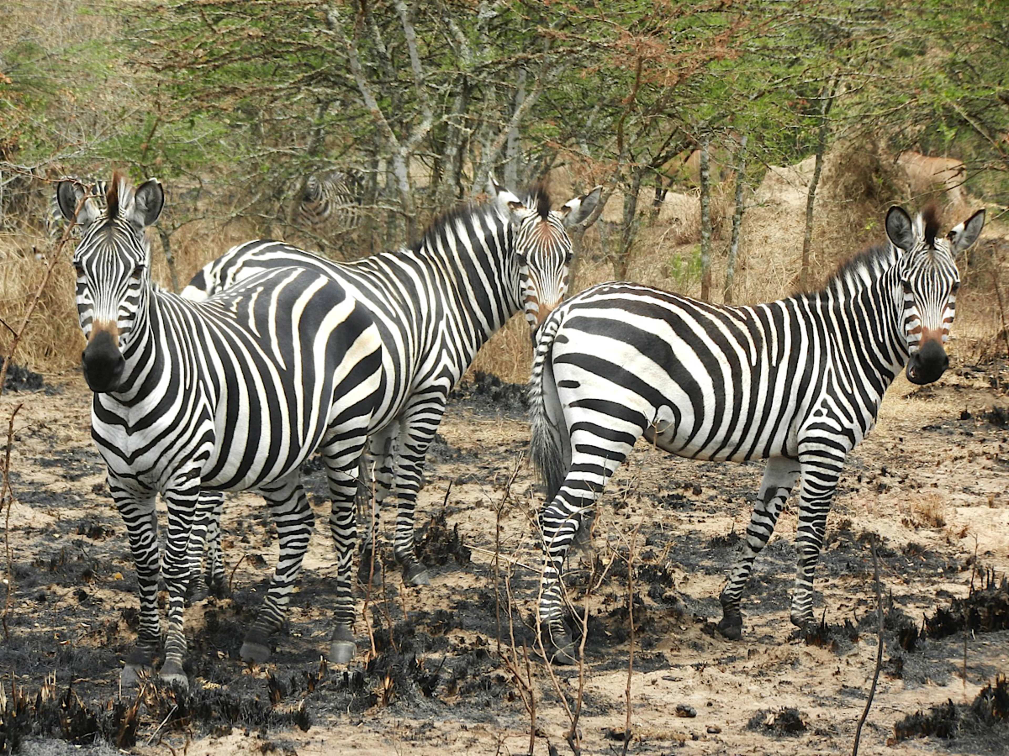 Walking Safari in Kidepo Valley National Park