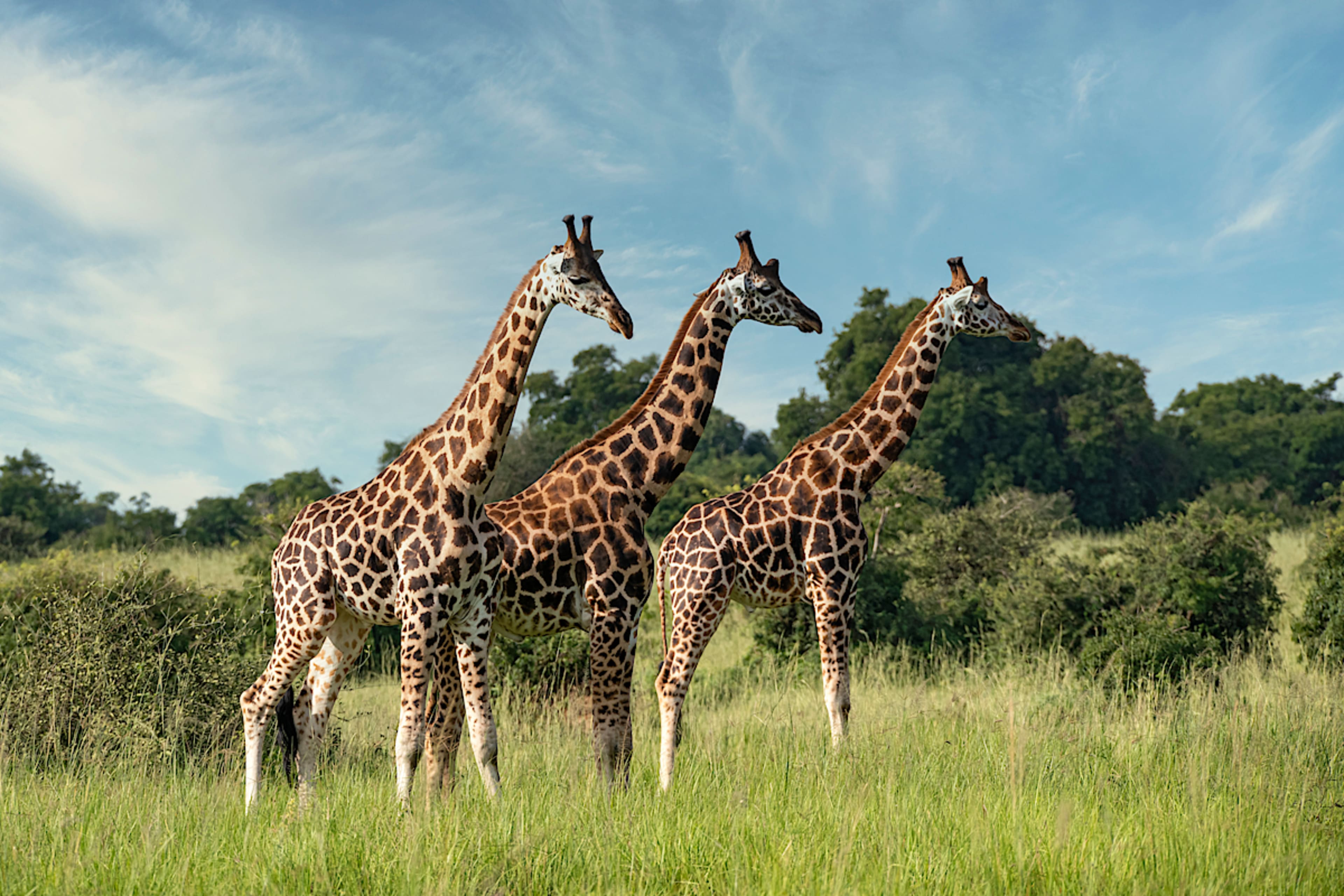 MURCHISON FALLS