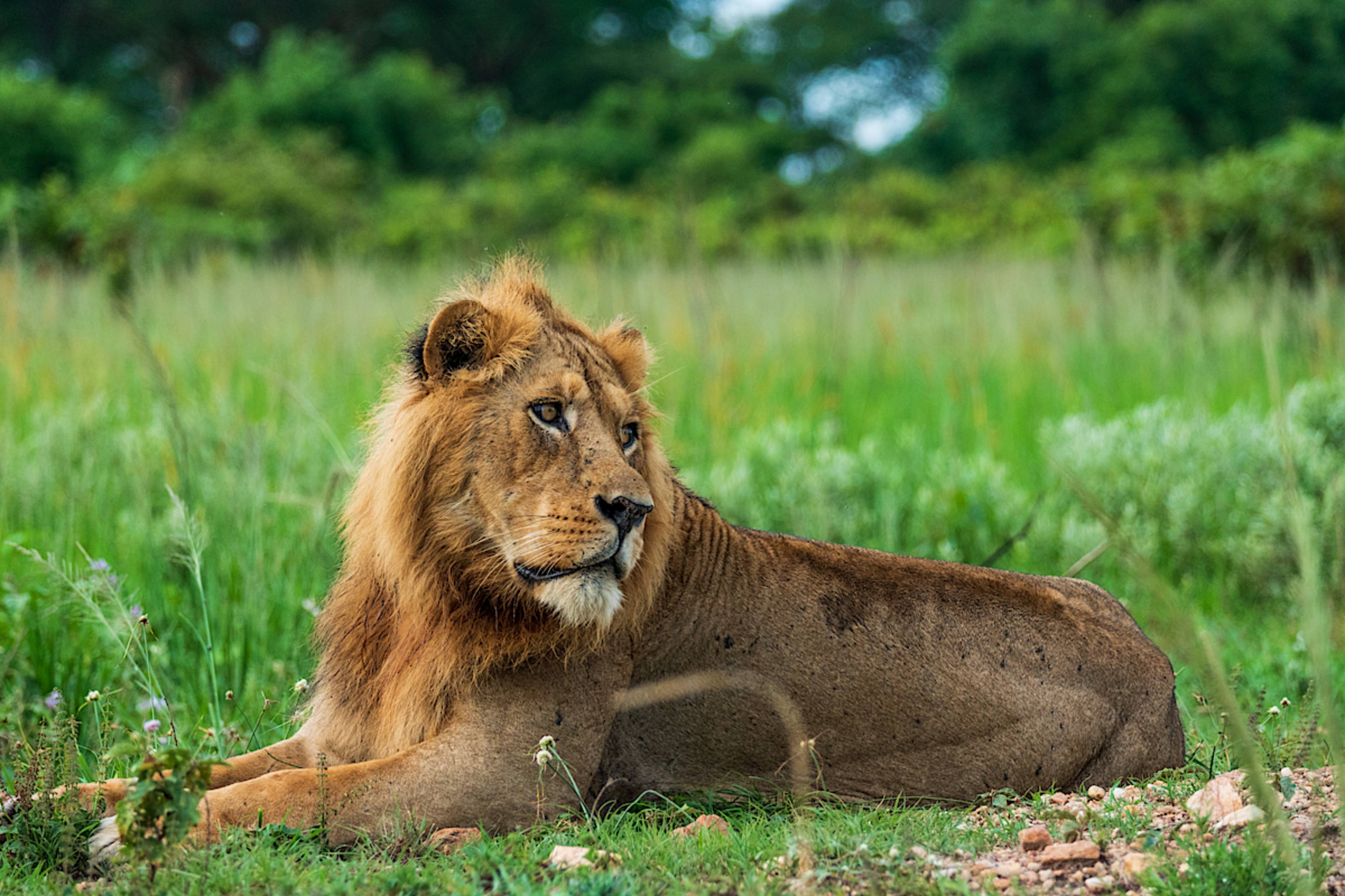MURCHISON FALLS