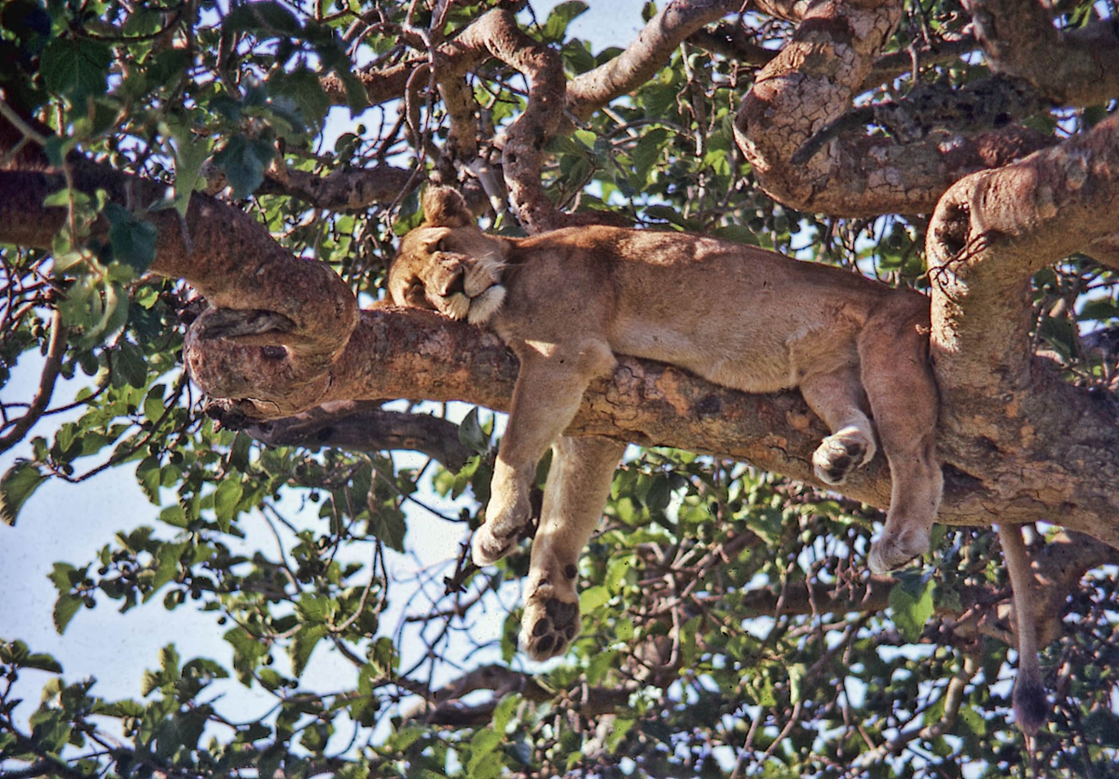 Lion