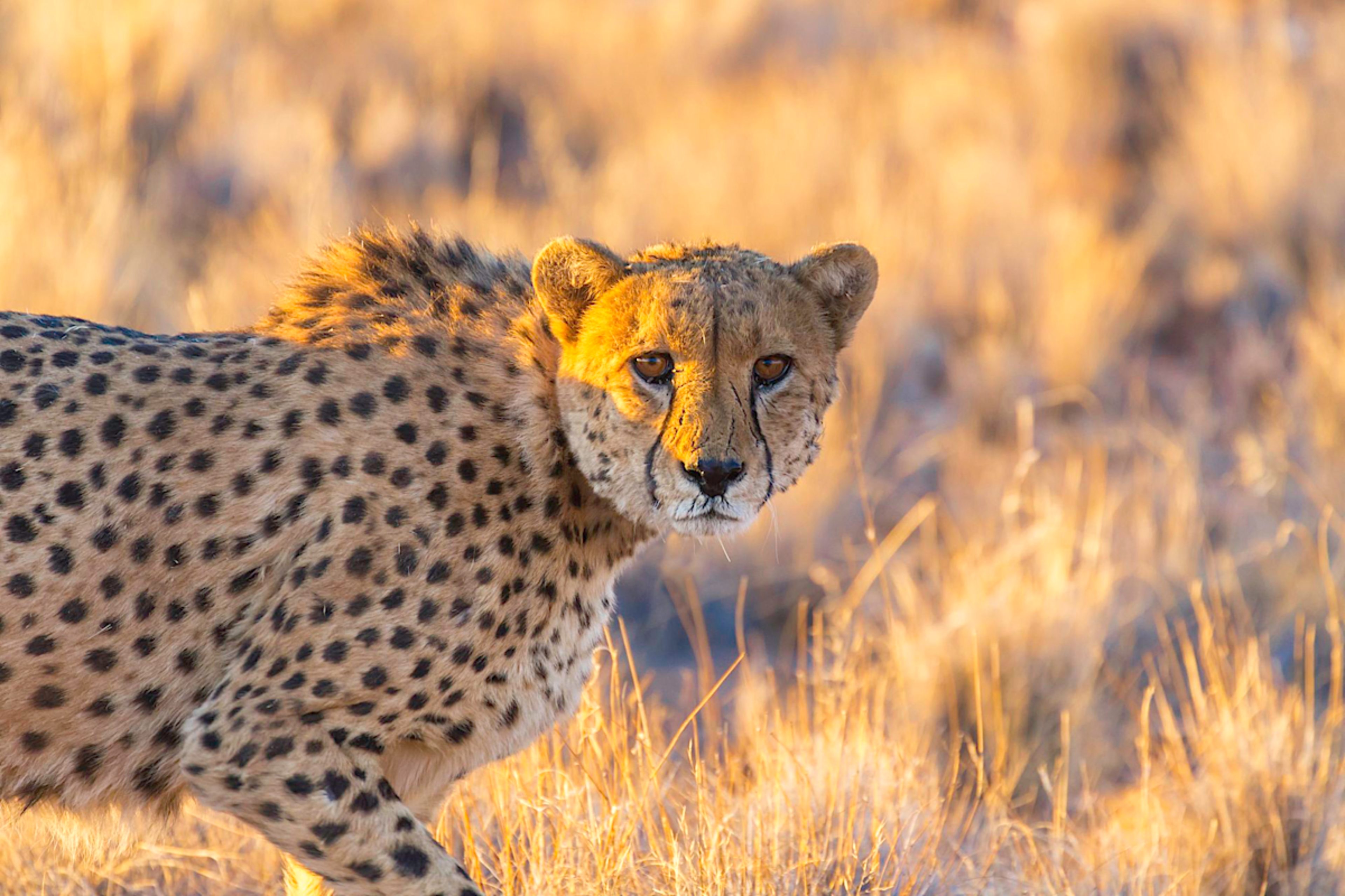 Cheetah