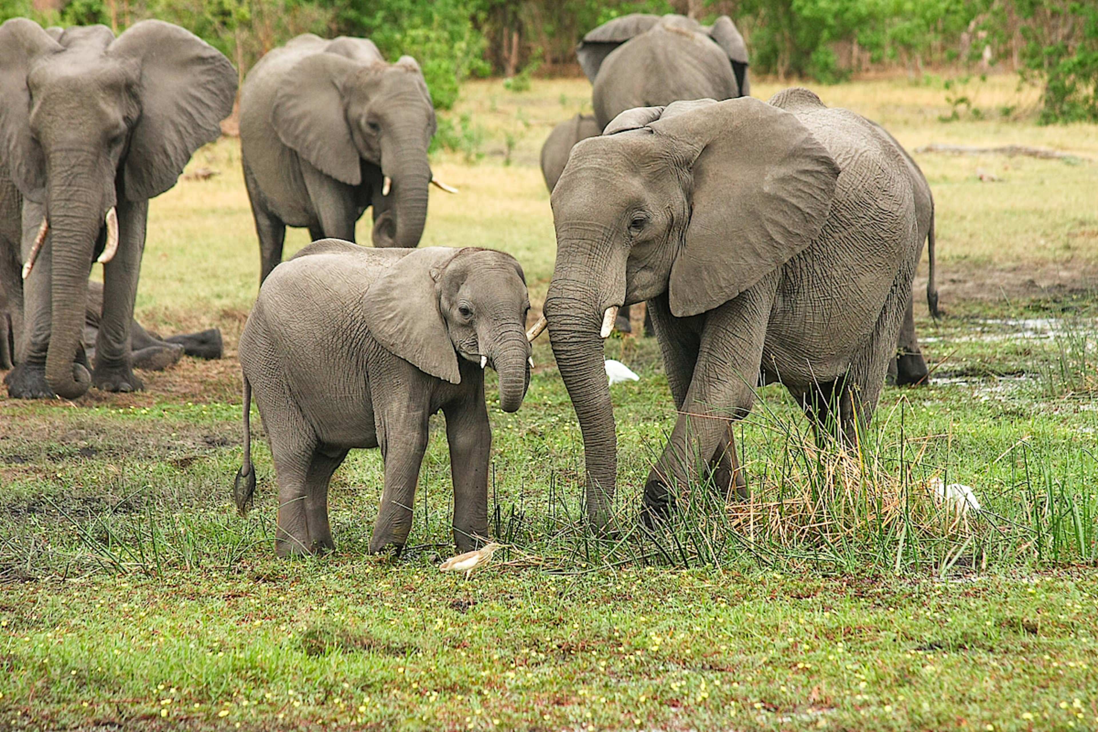 Elephant Herd Kruger