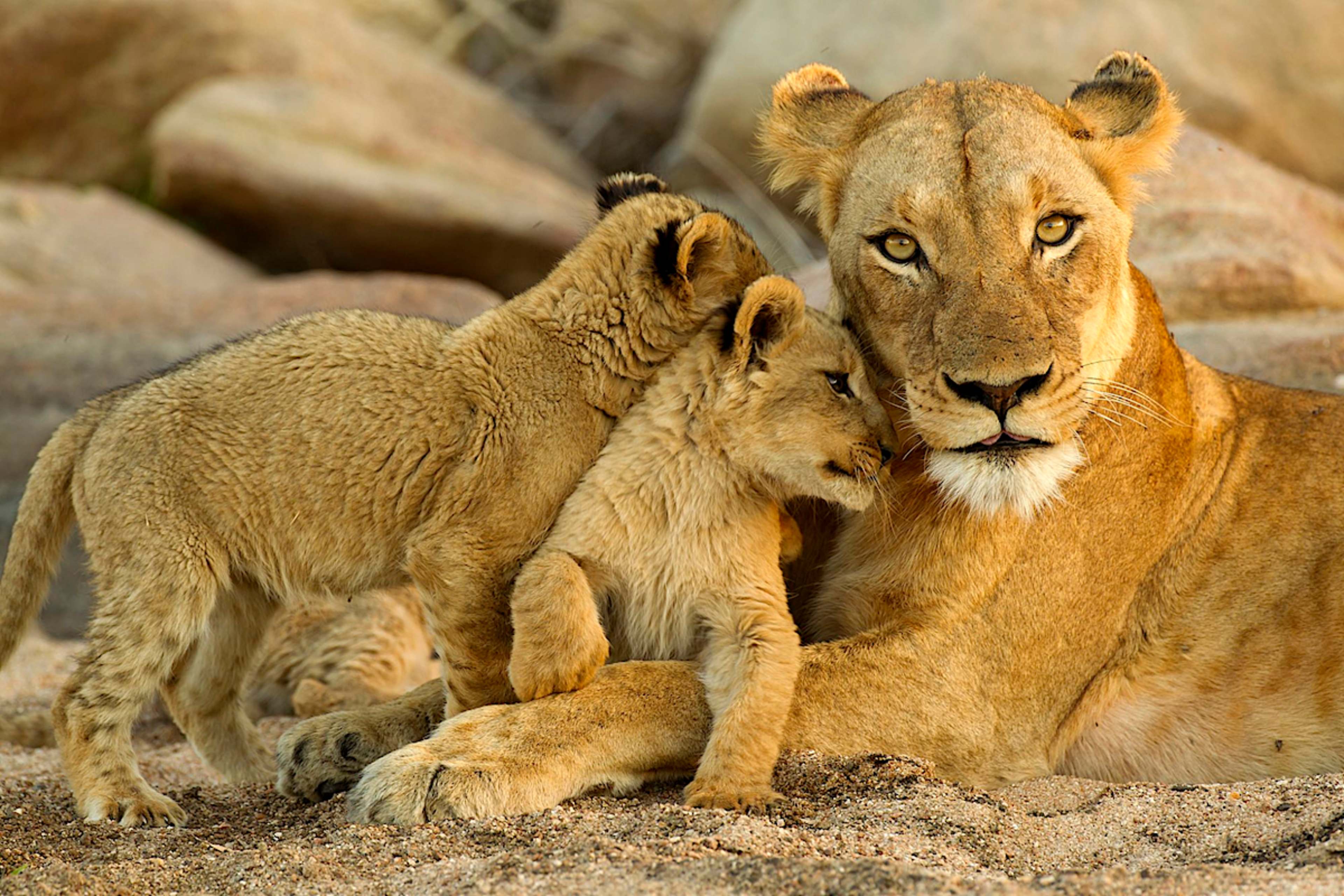 MASAI MARA