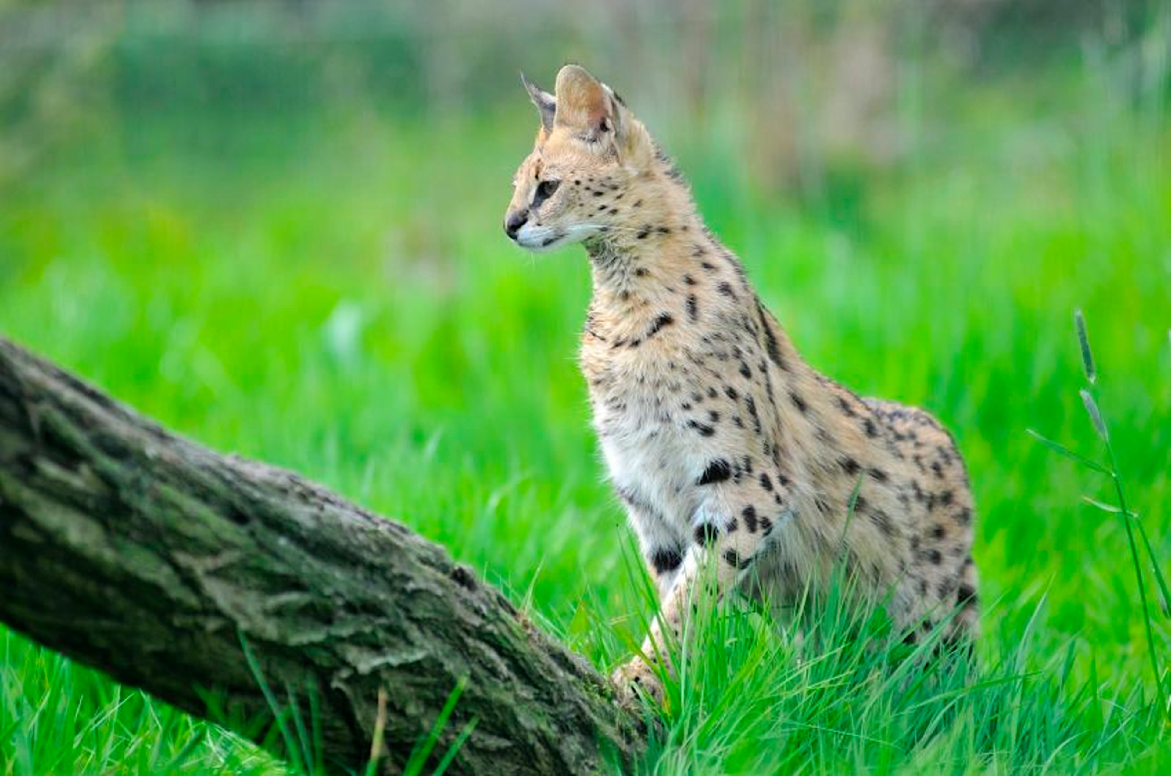 Serval