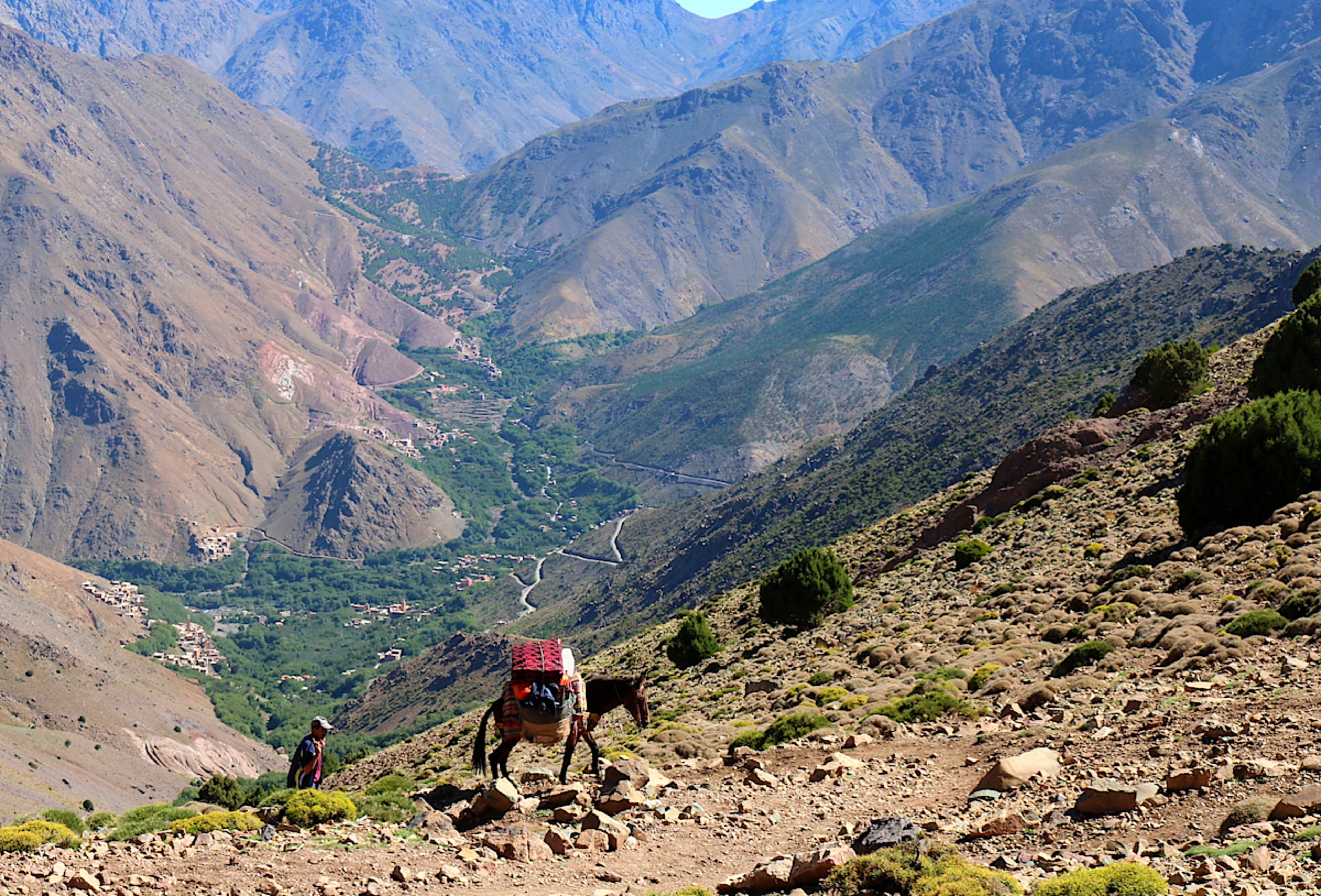 Optional: Mule Trek