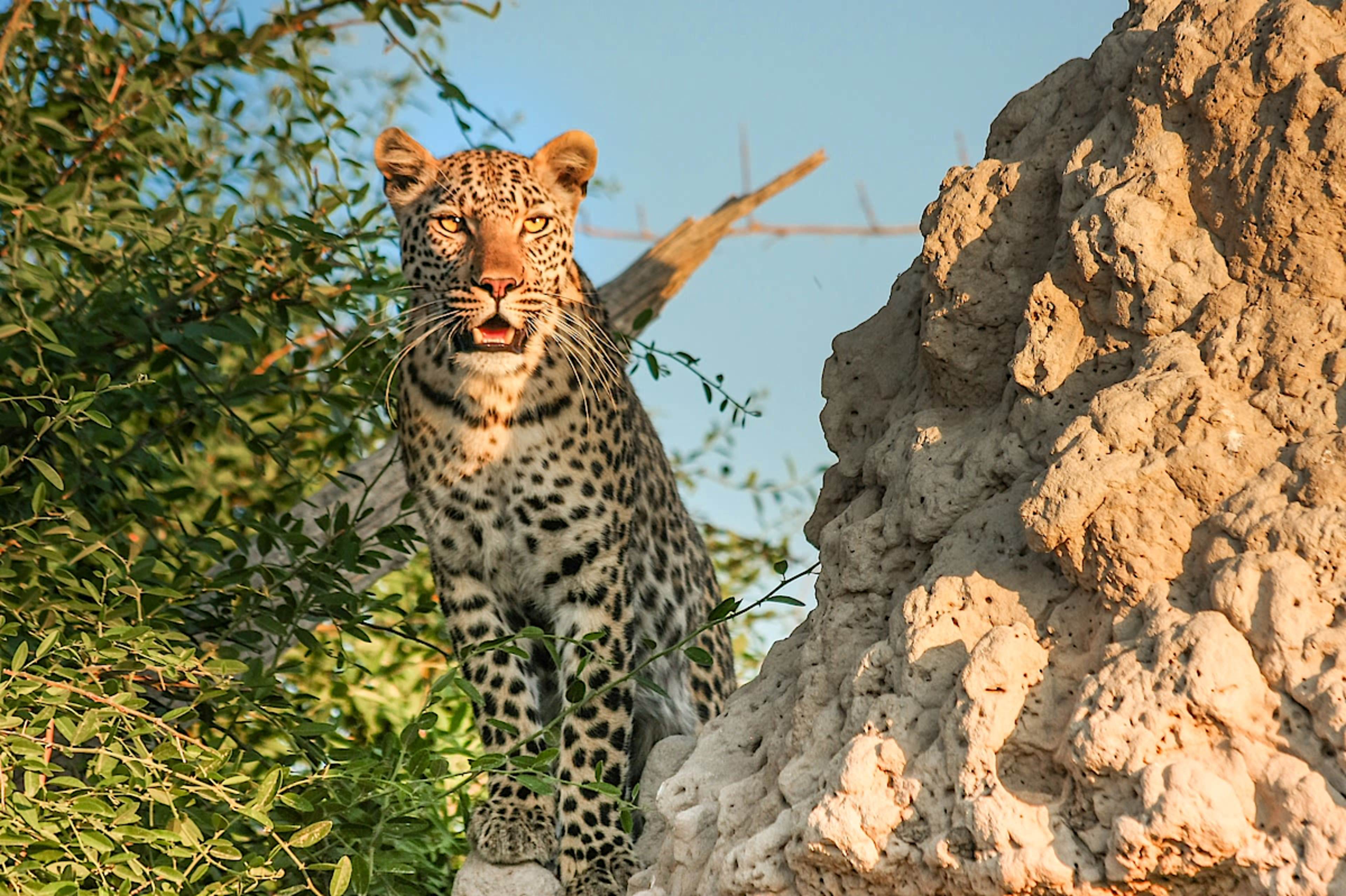 Leopard