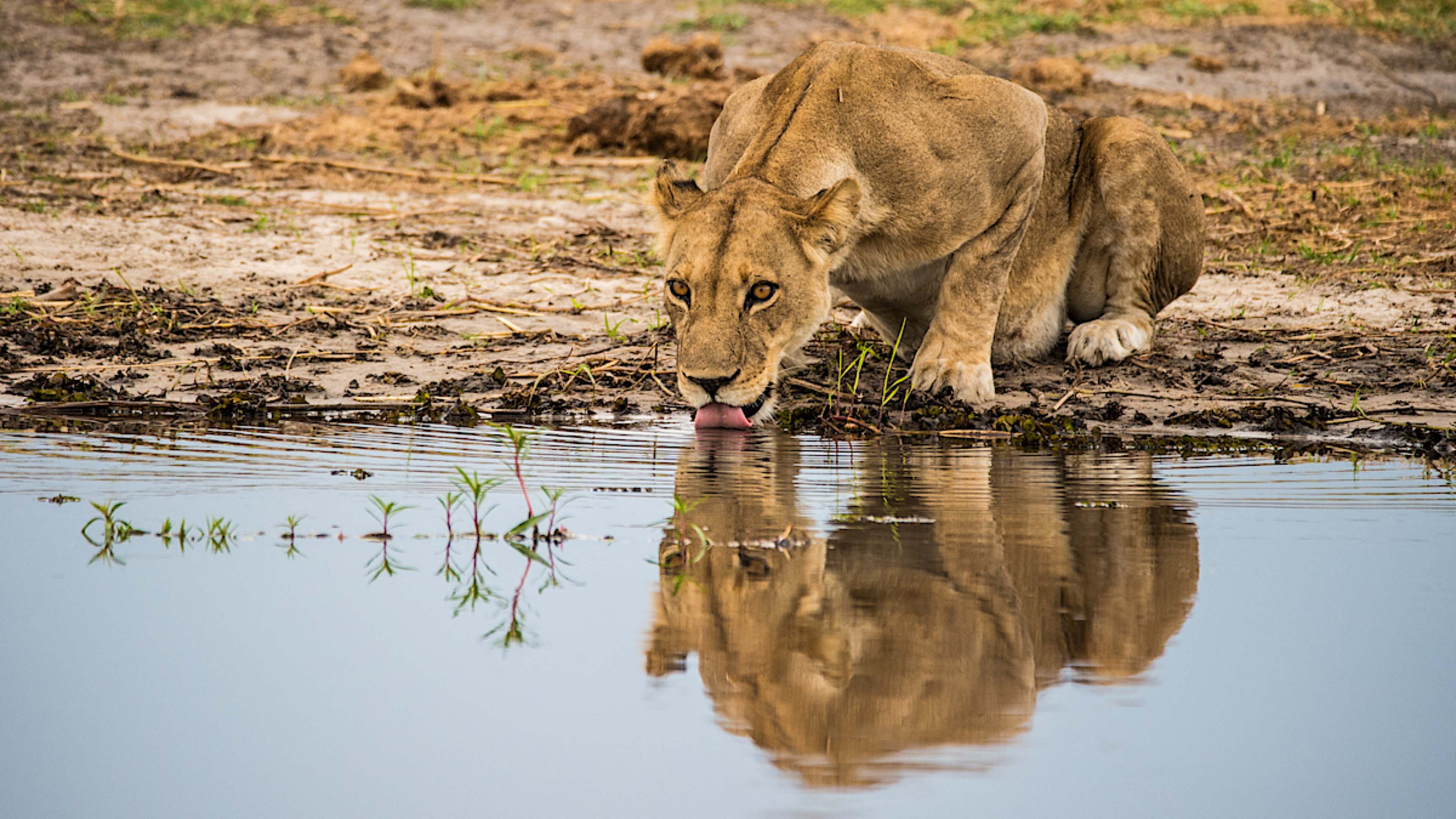 Quenching Thirst