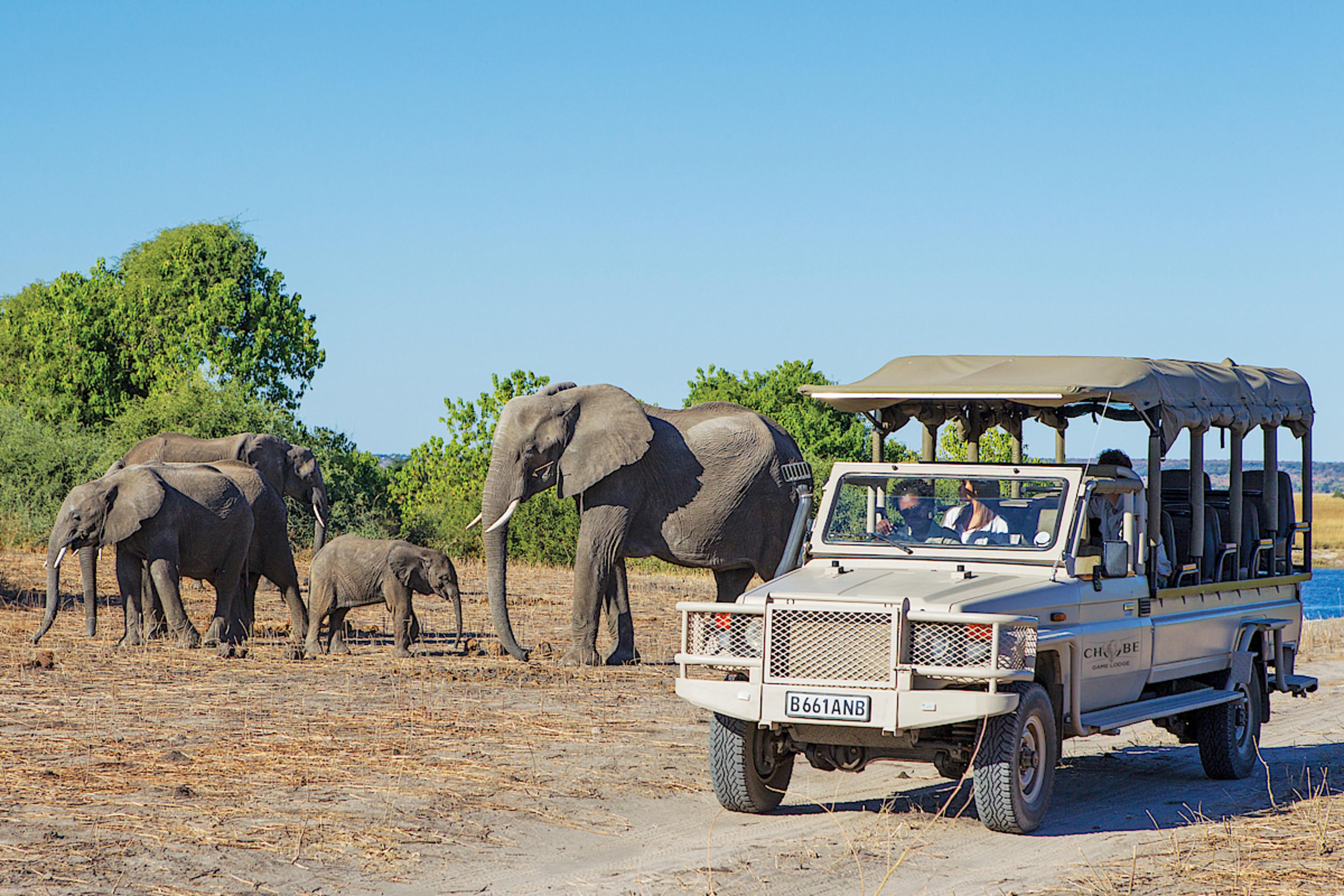 Game Drive, Chobe Game Lodge