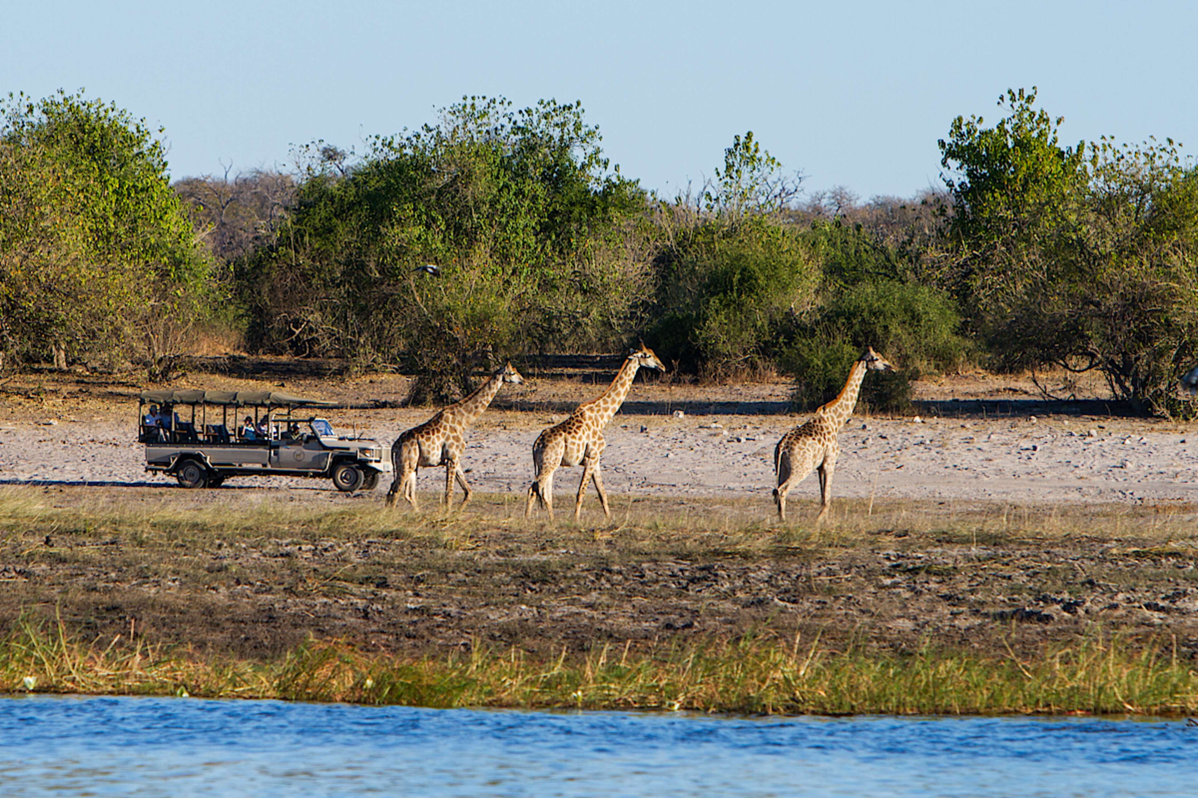 Game Drive, Chobe Game Lodge