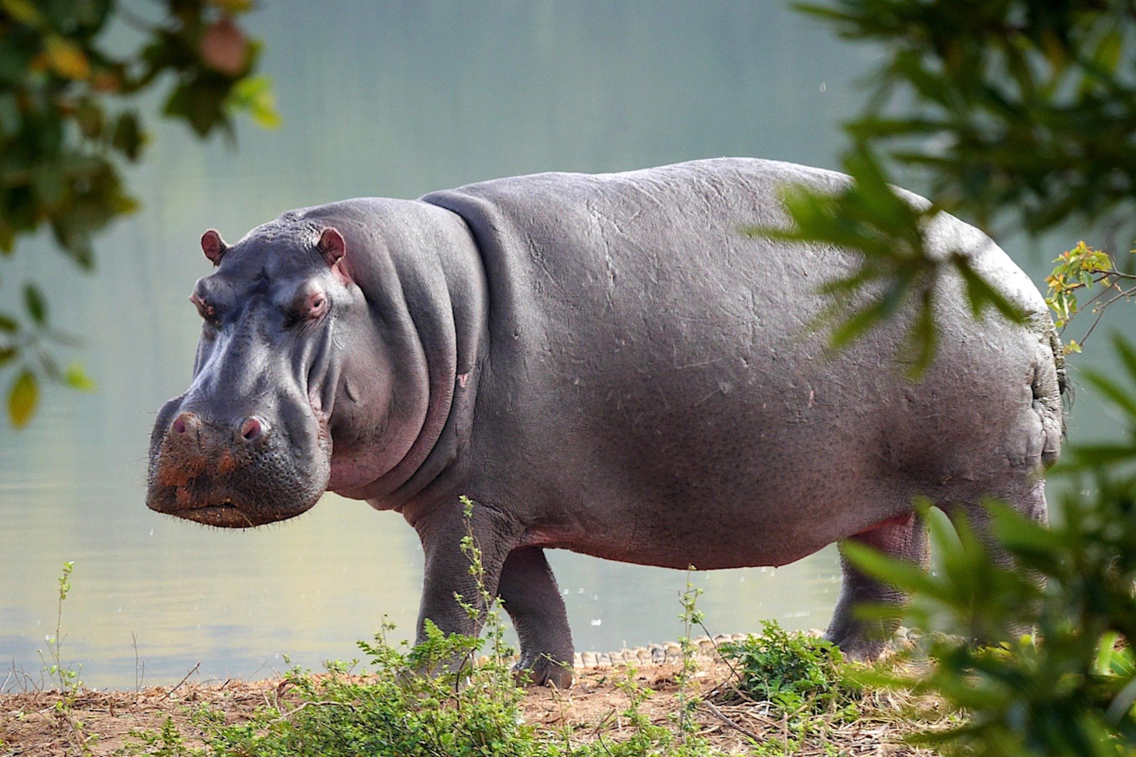 Bush Walk
