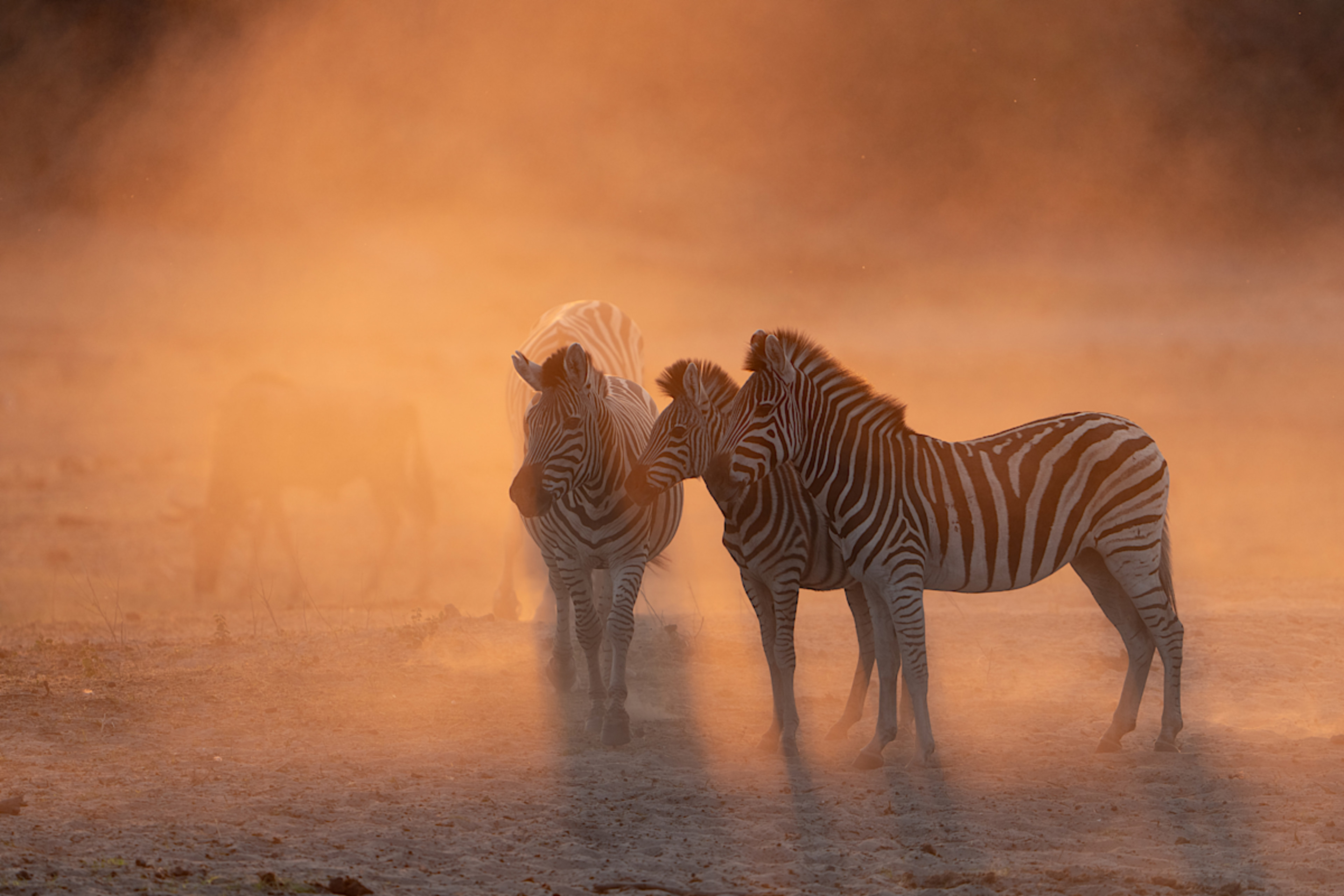 Zebra, Boteti River Valley