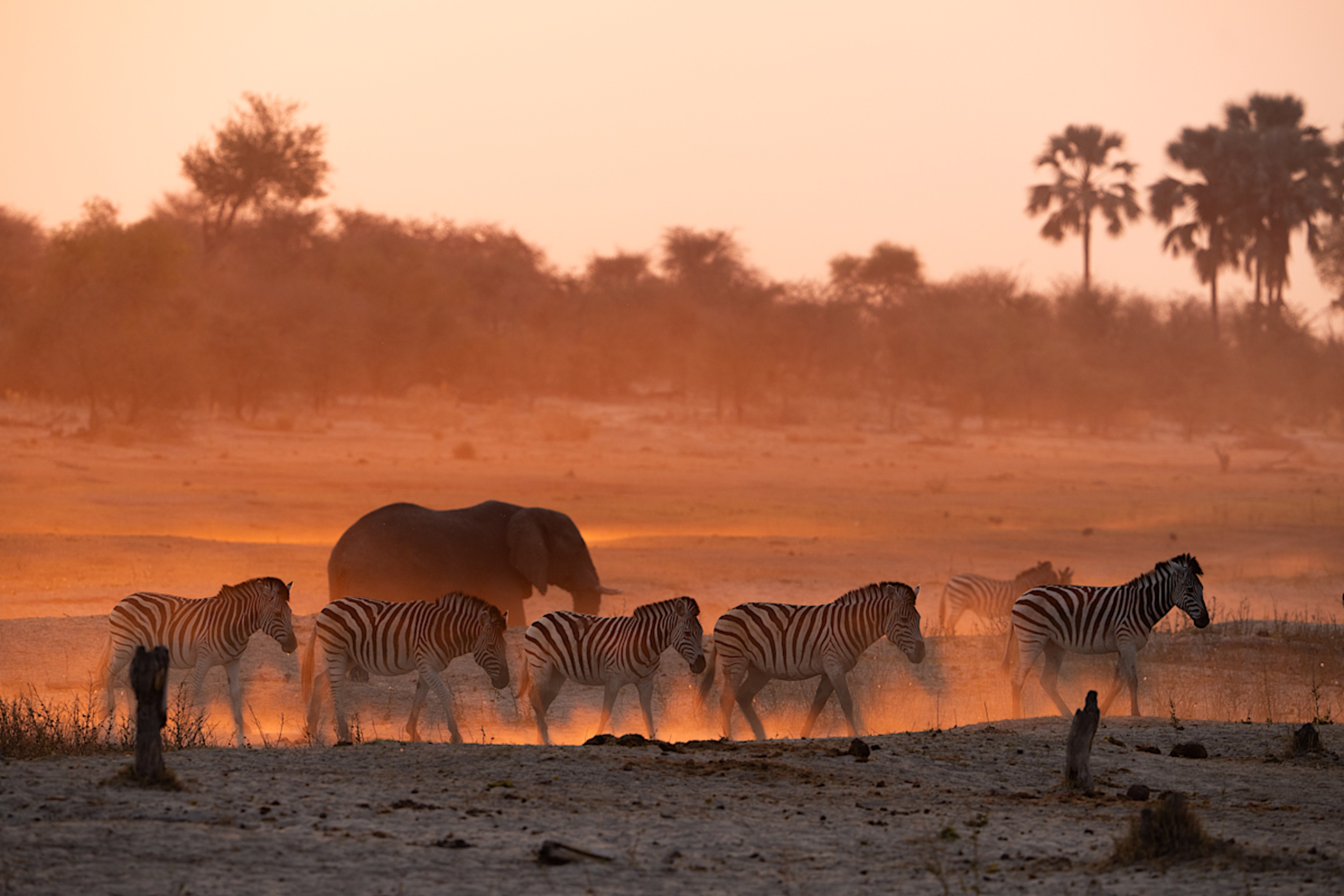 Zebra, Boteti River Valley