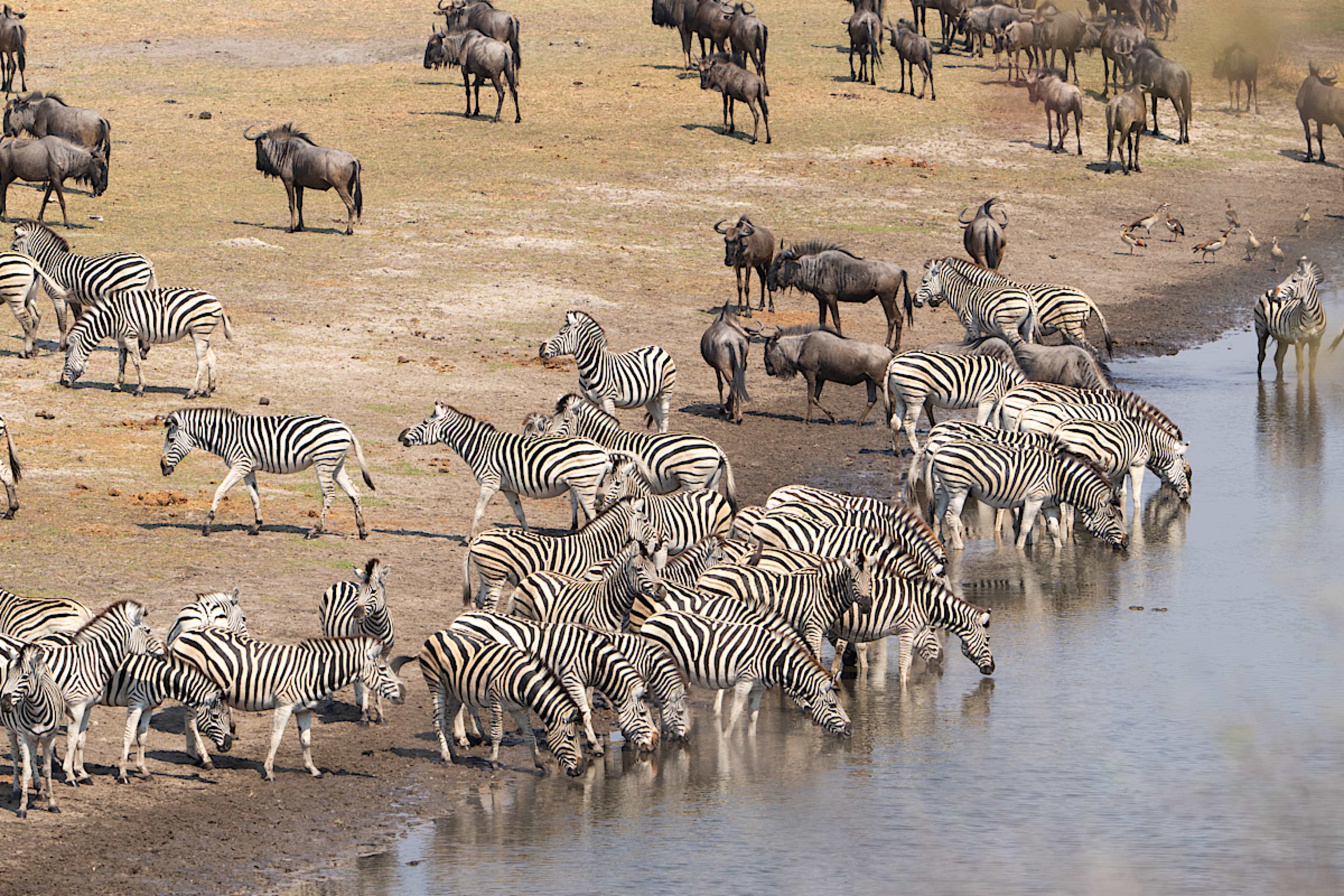 Zebra Migration