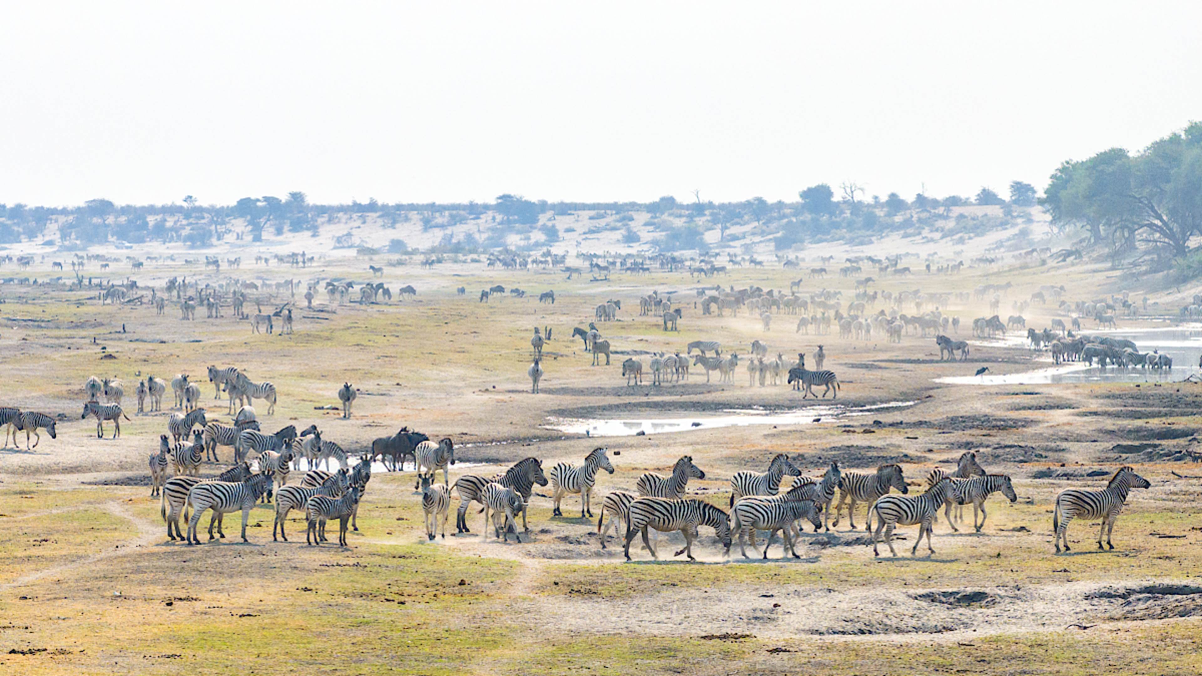 Zebra Migration, Boteti River Valley
